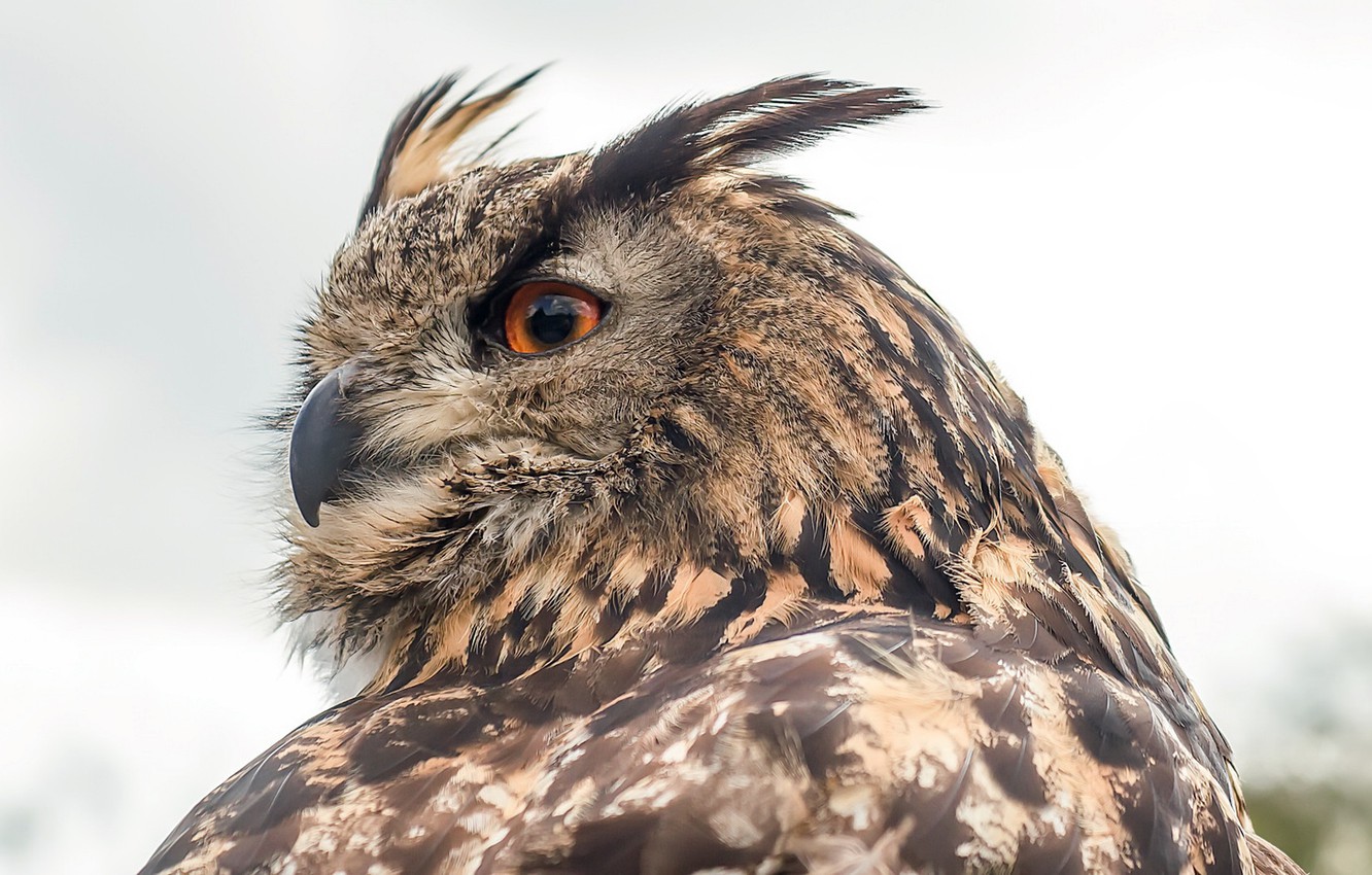 Wallpaper nature, bird, Eurasian Eagle Owl image for desktop, section животные