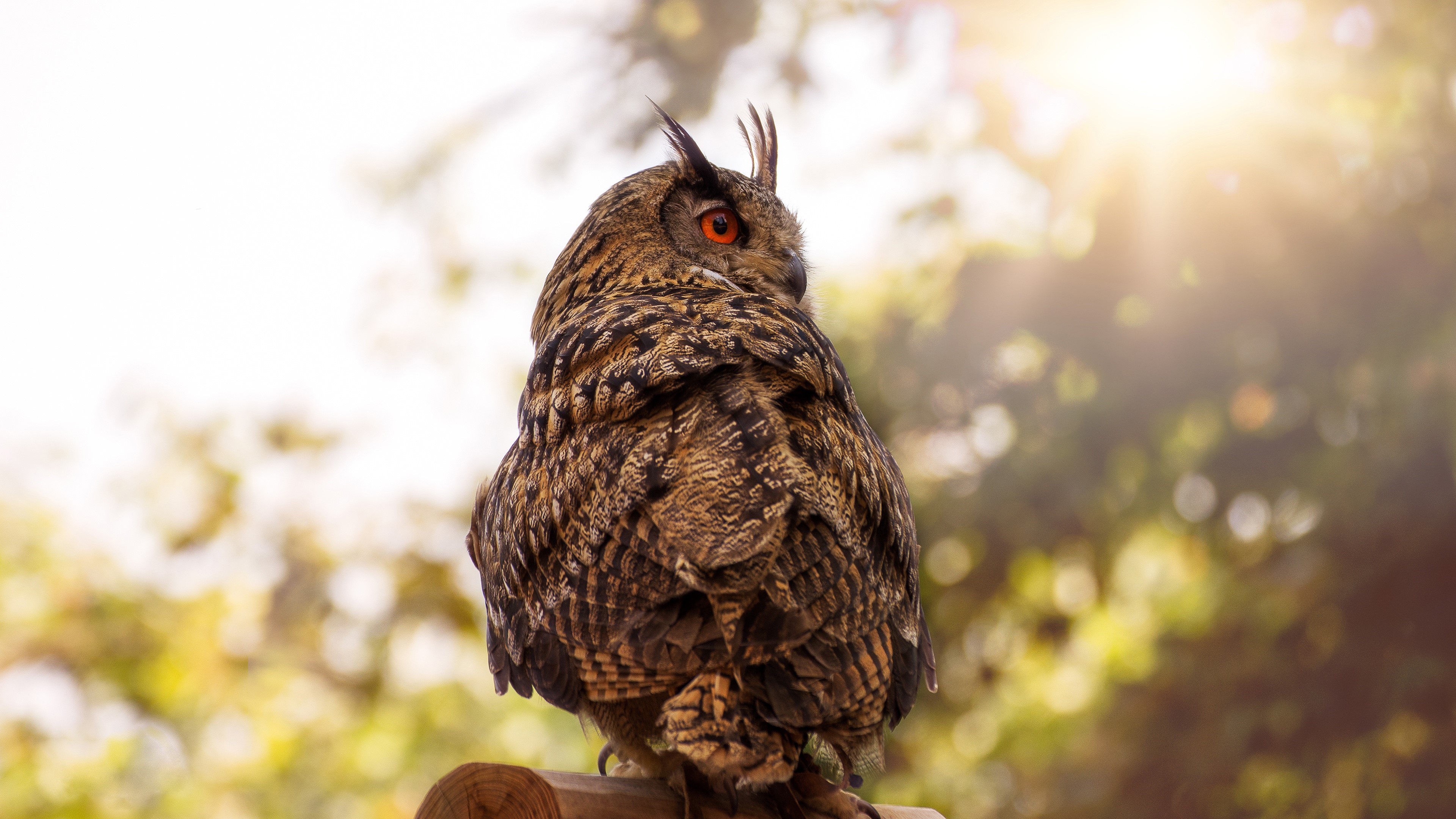 Eurasian Eagle Owl HD Wallpaper, Background