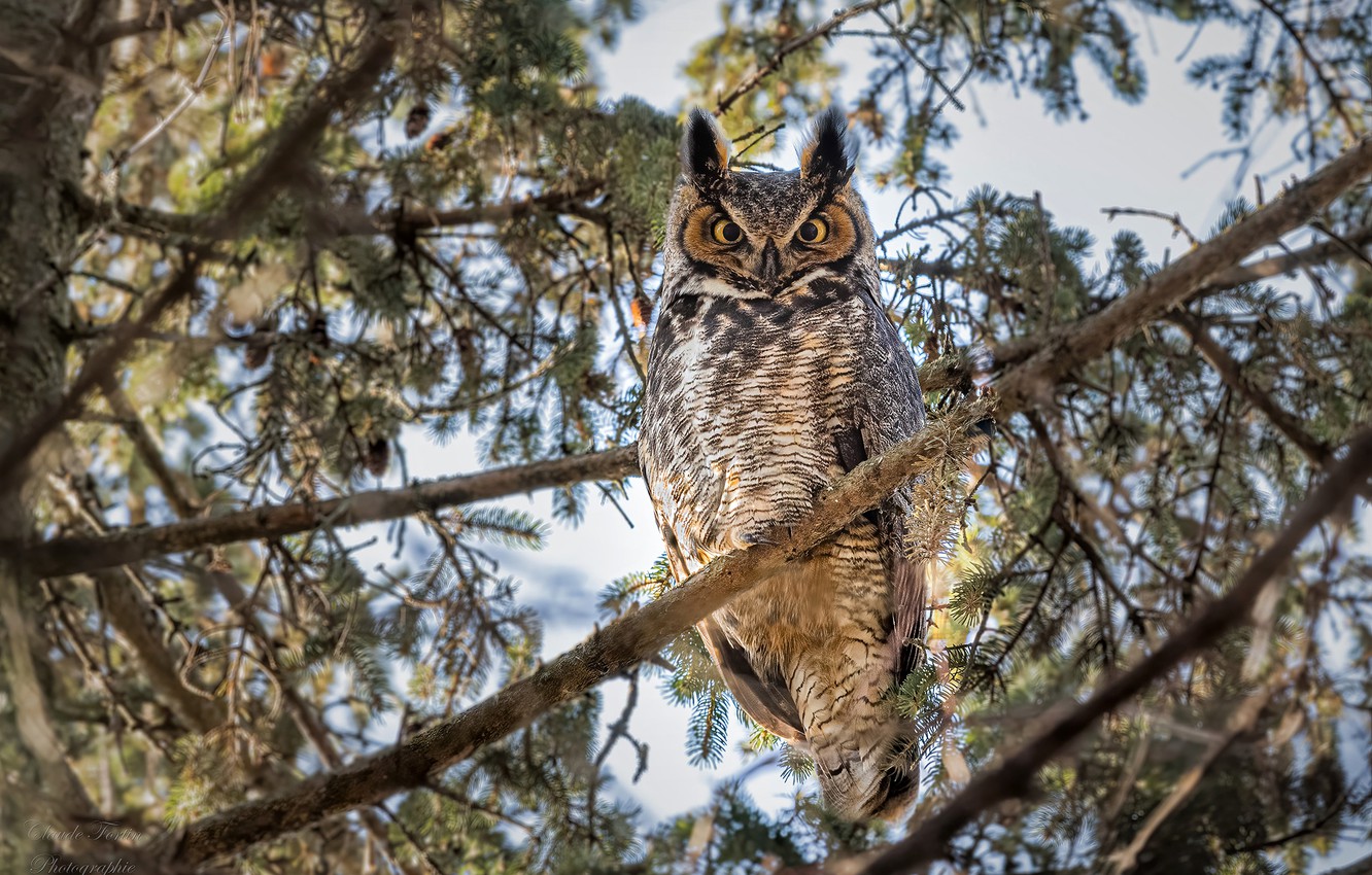 Great Horned Owl Wallpaper