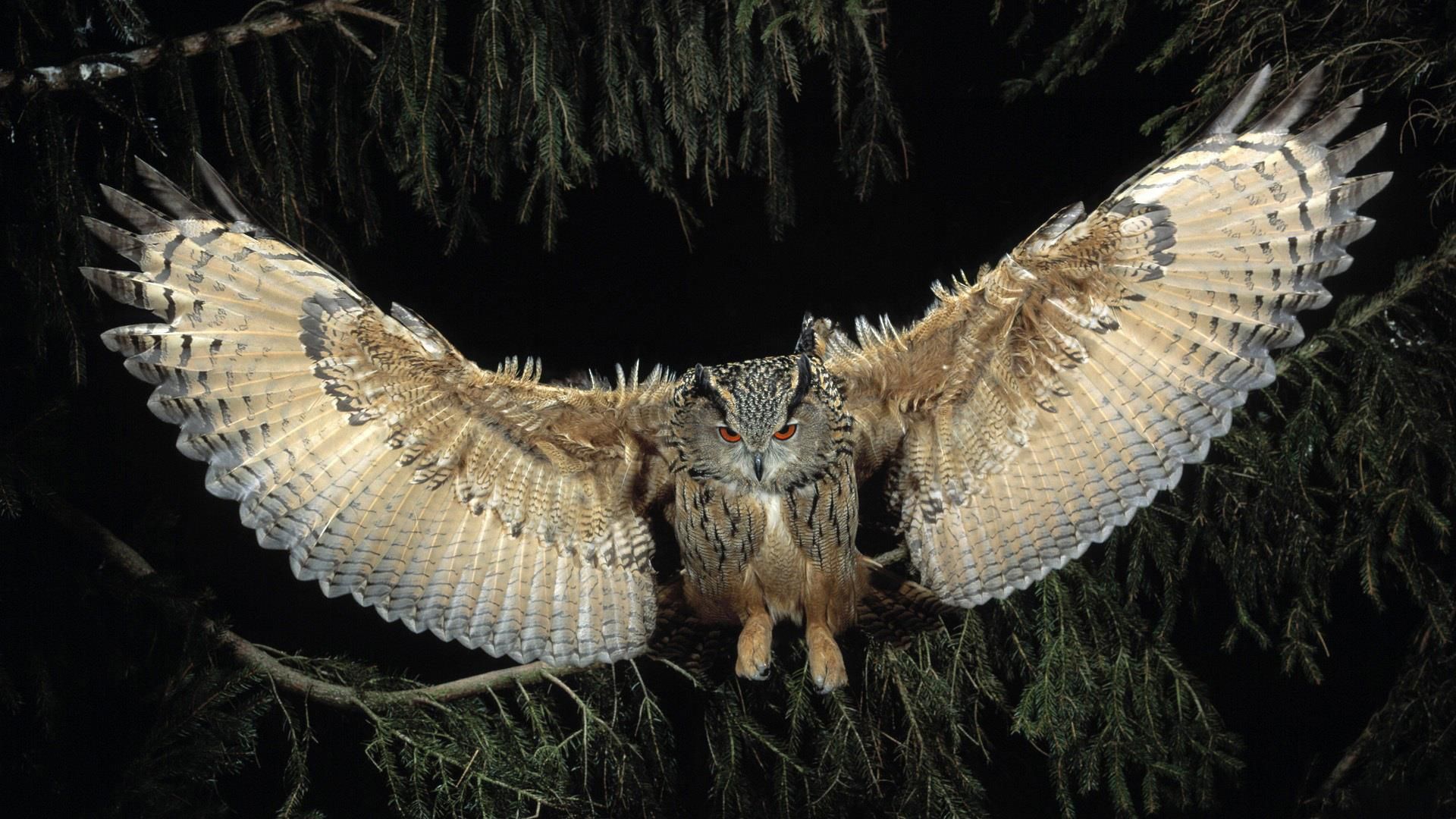 Eurasian Eagle Owl. Horned owl, Great horned owl, Pet birds