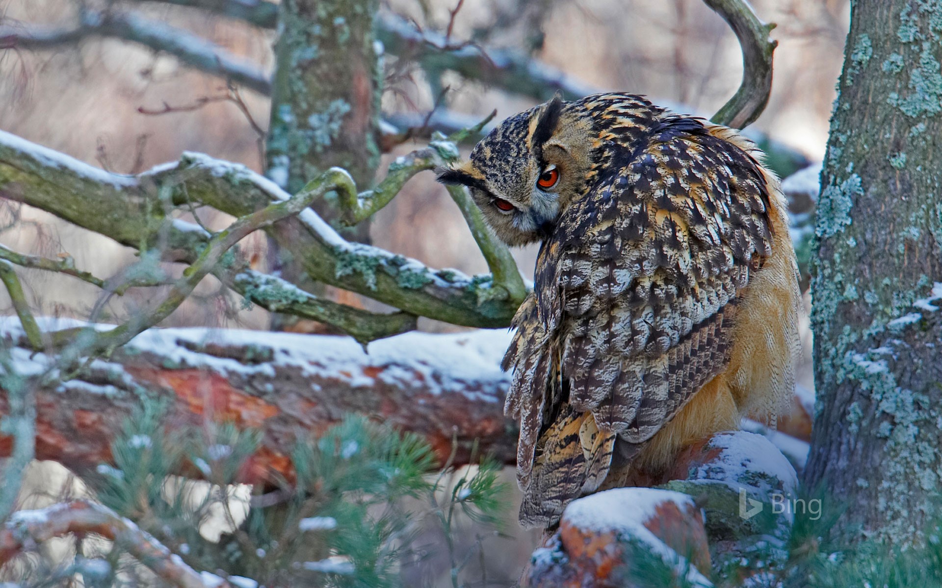 Eurasian eagle owl