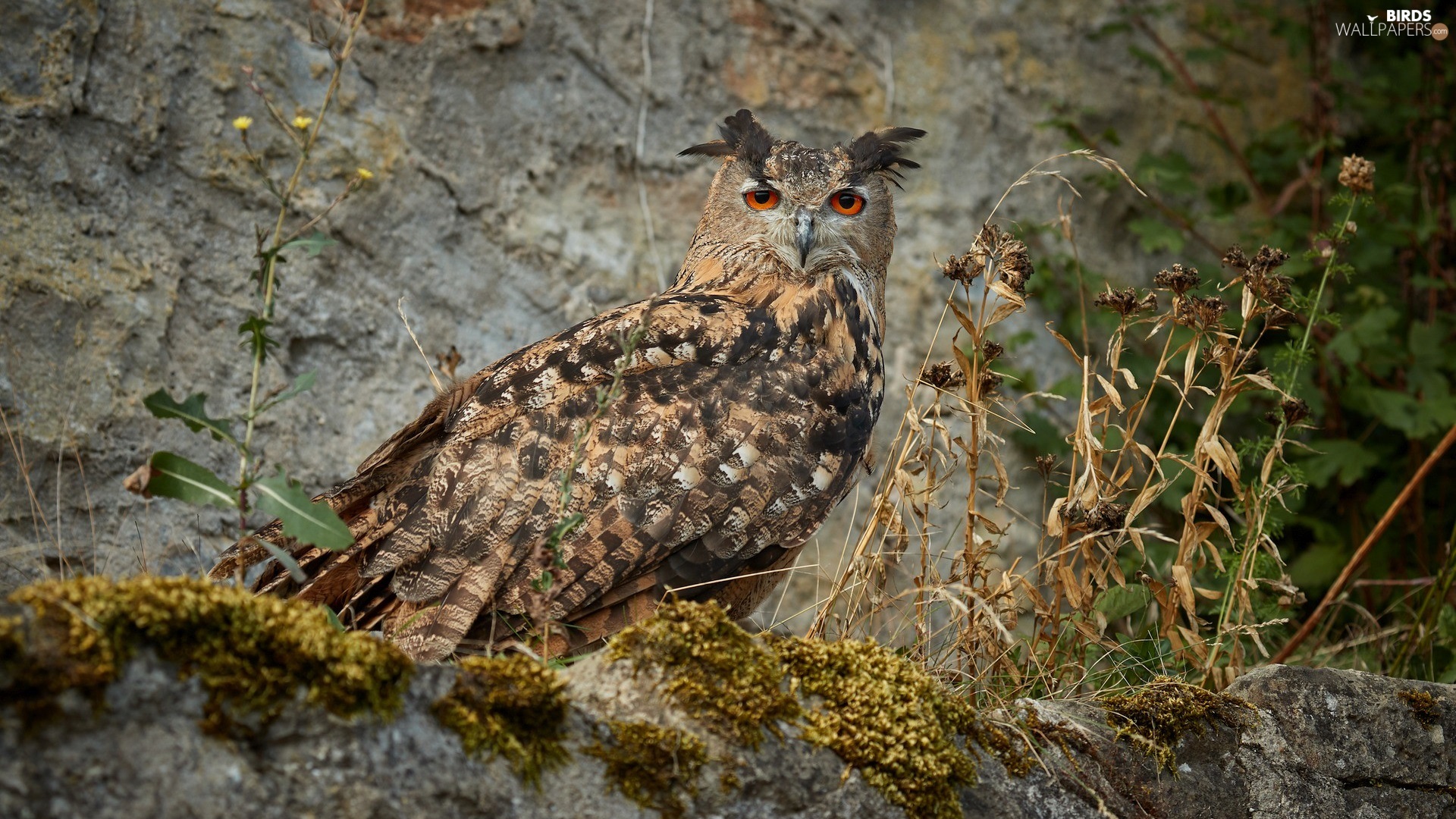 Moss, Plants, Eurasian Eagle Owl, Rocks, Owl Wallpaper: 1920x1080