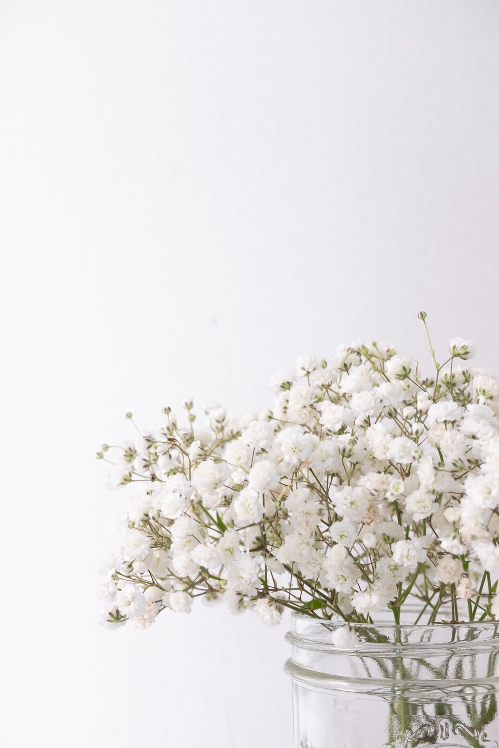 Babys Breath Picture. Download Free Image