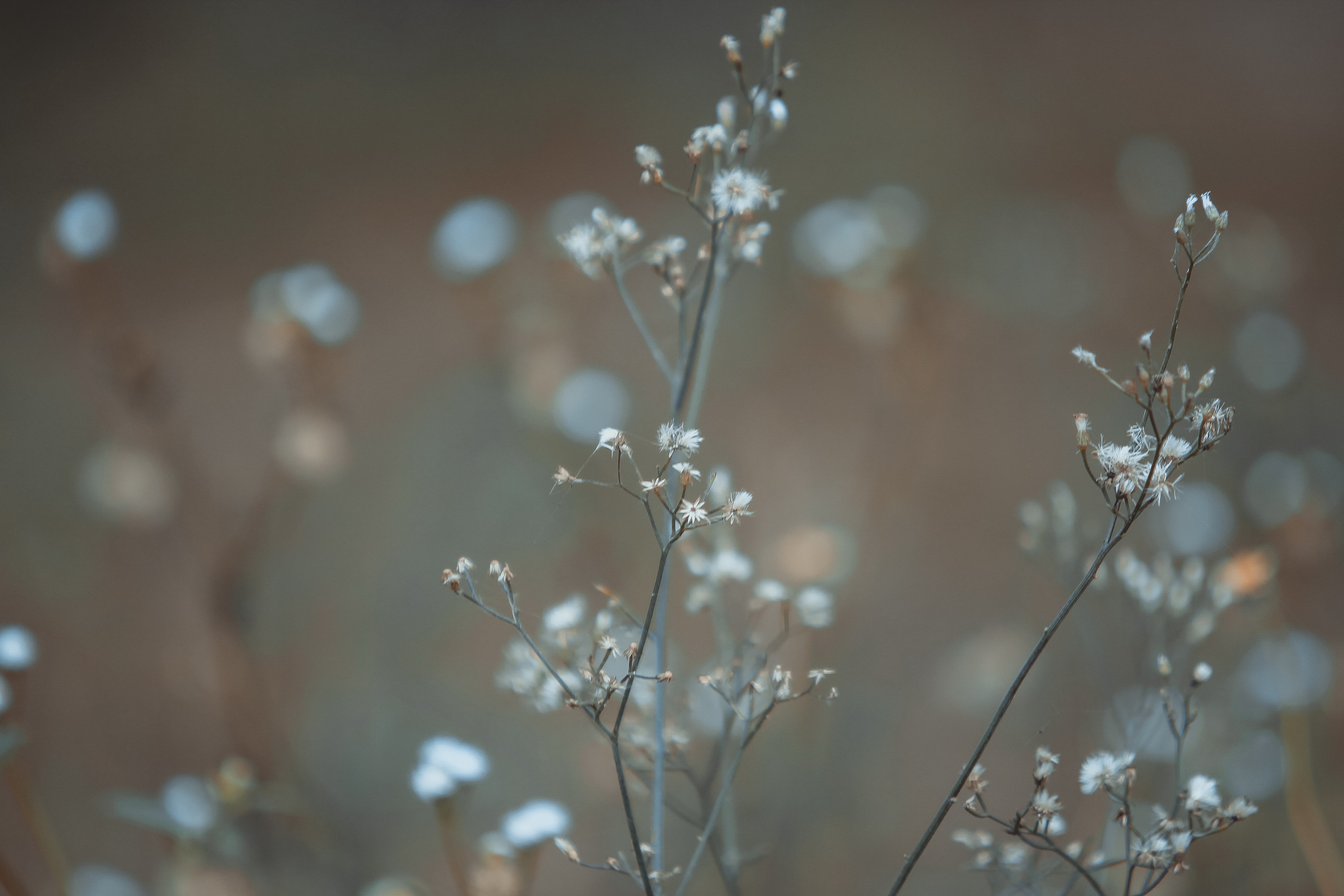 White Baby's Breath Flower in Focus Photography · Free