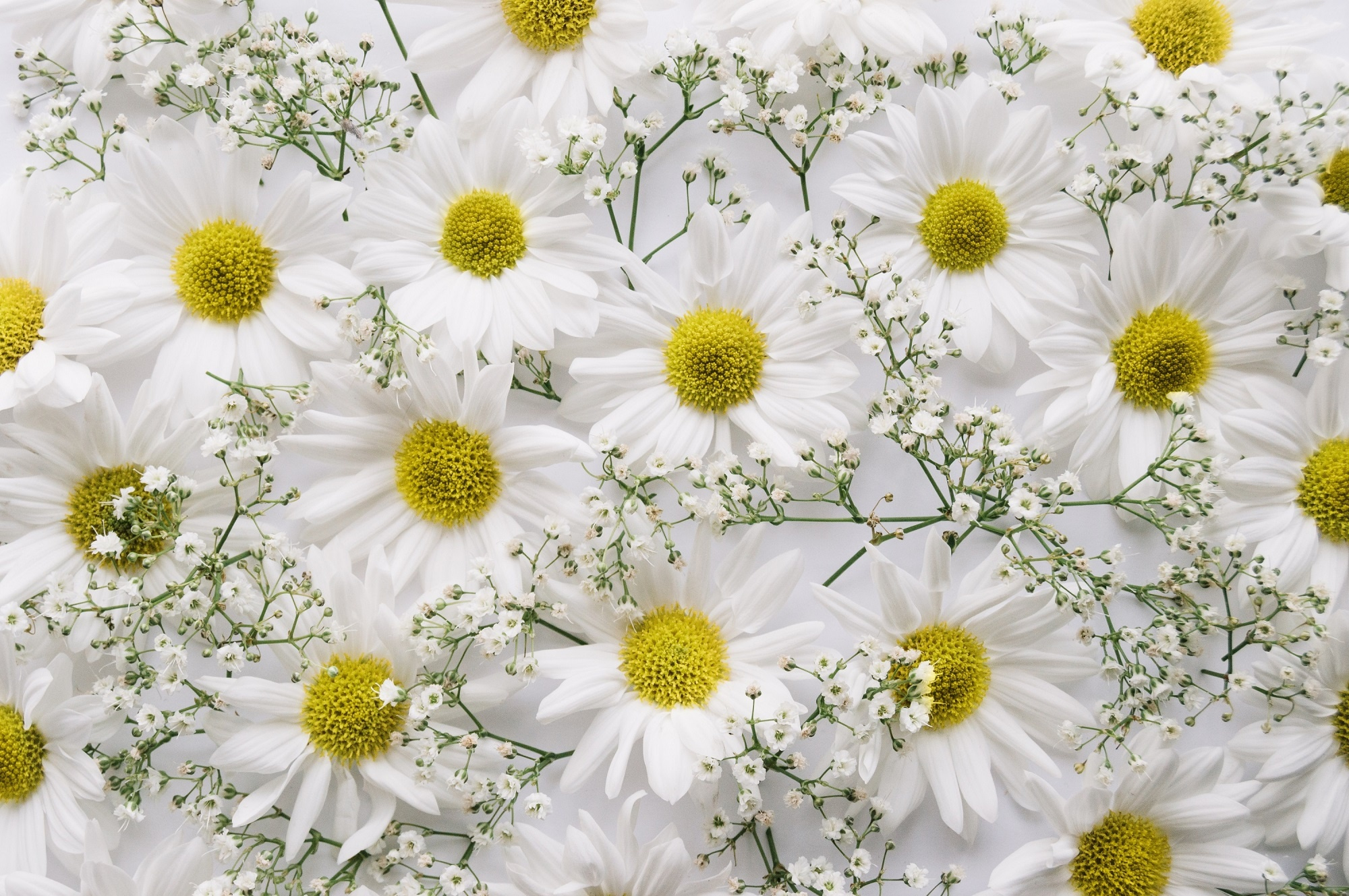 White Chrysanthemums and Baby's Breath HD Wallpaper