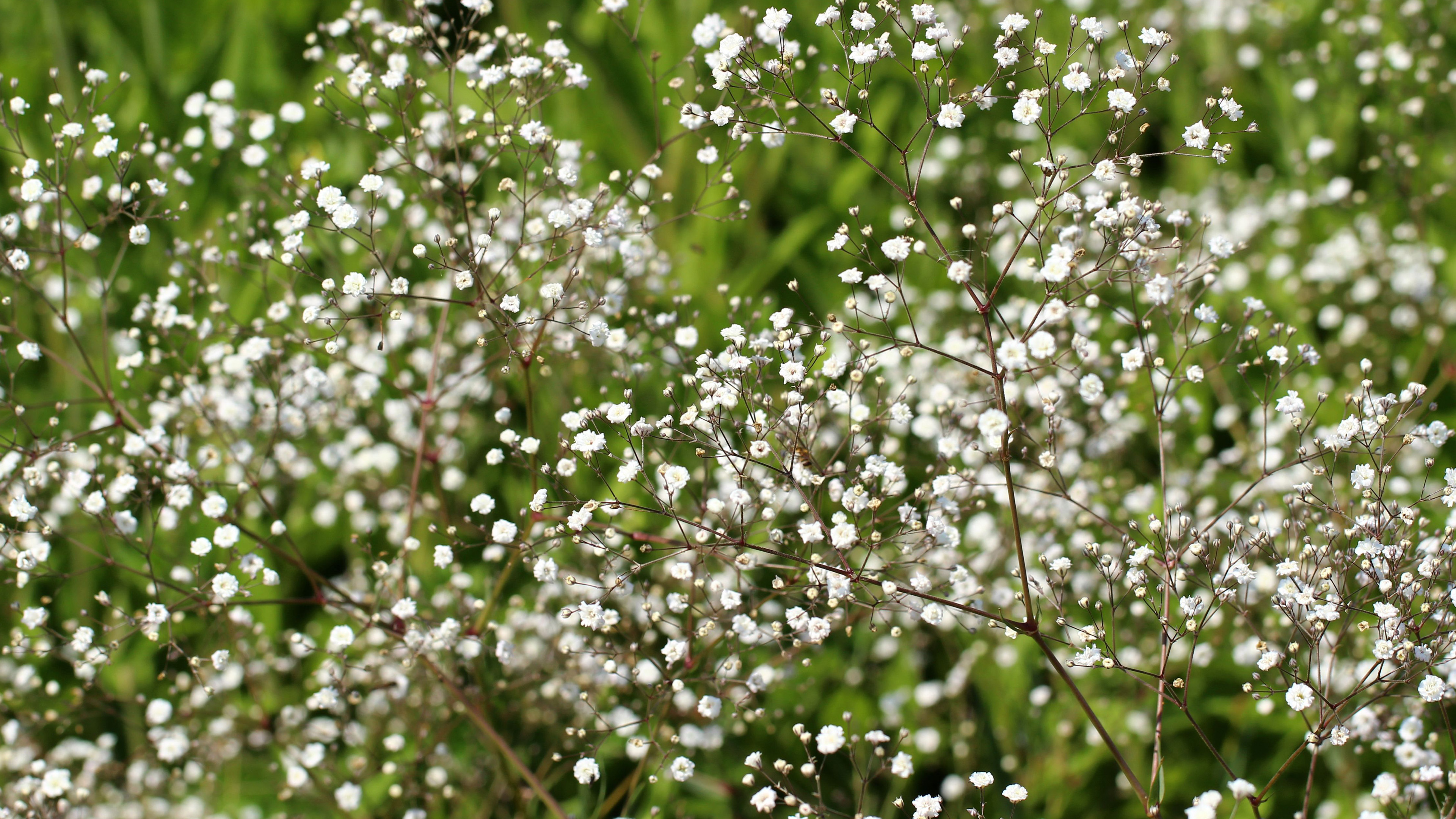 Tiny Flower Wallpaper with Baby's Breath Flower Wallpaper. Wallpaper Download. High Resolution Wallpaper
