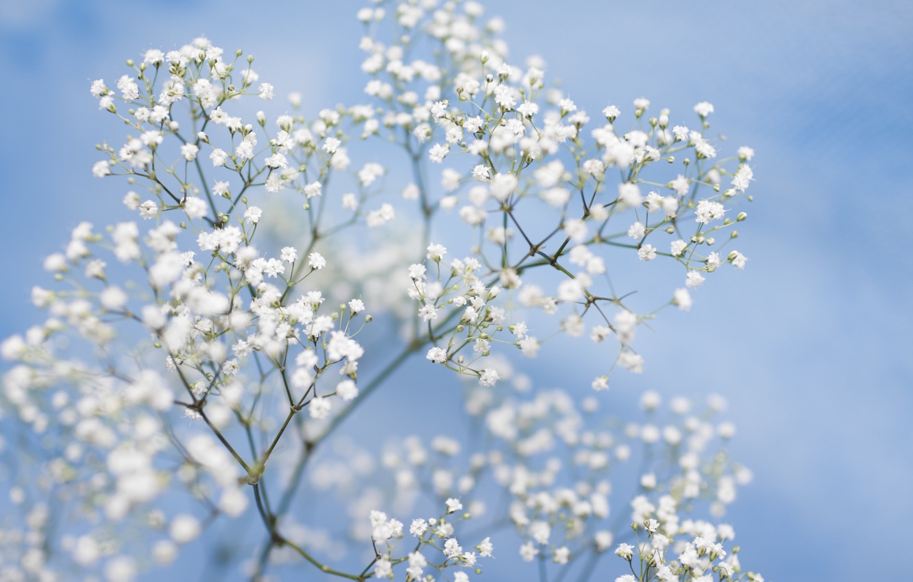 Wallpaper flowers, tenderness, picture, blue background, bokeh, gypsophila, white flowers image for desktop, section цветы