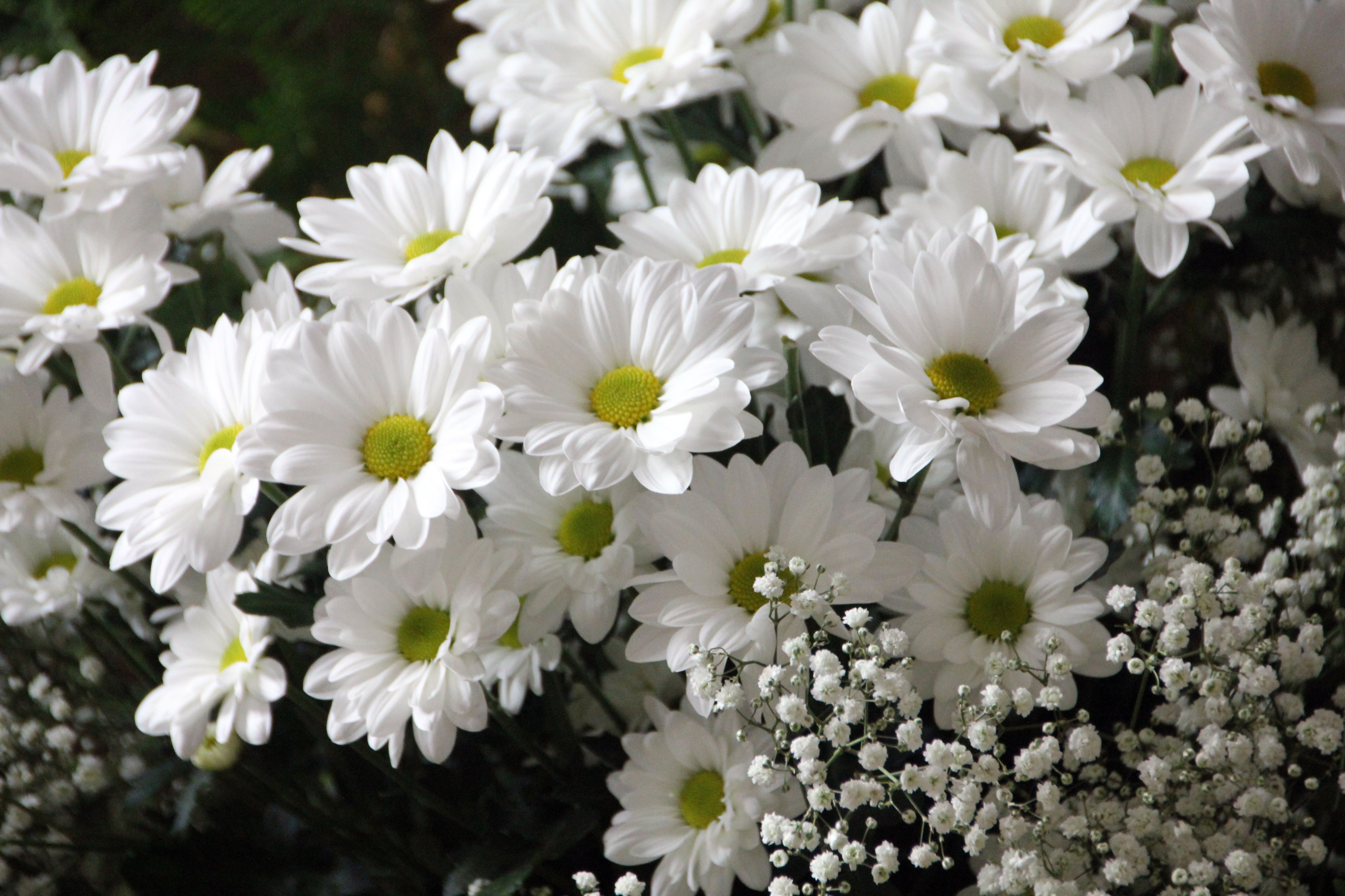 White Daisy Flowers White Baby's Breath Flowers · Free