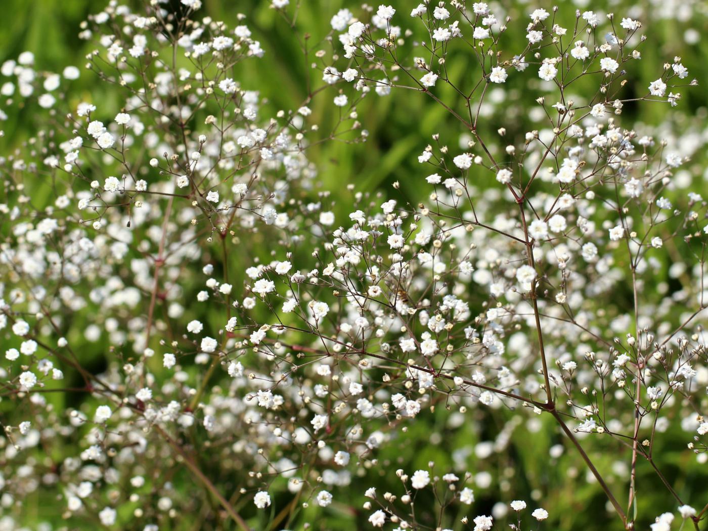 Tiny Flower Wallpaper with Baby's Breath Flower Wallpaper. Wallpaper Download. High Resolution Wallpaper