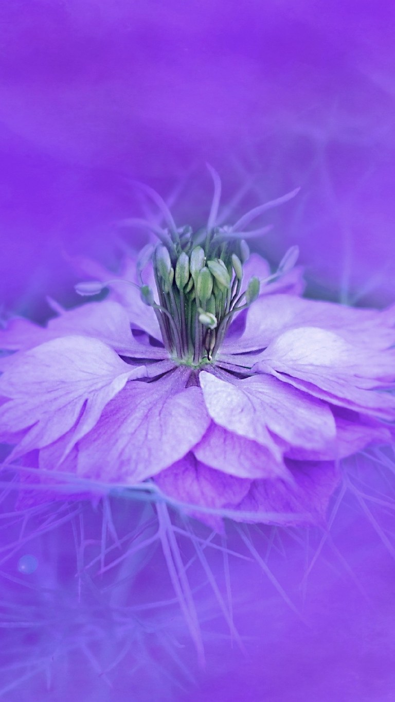 Illustrated Purple Flower iPhone 12 Pro Max HD Wallpaper