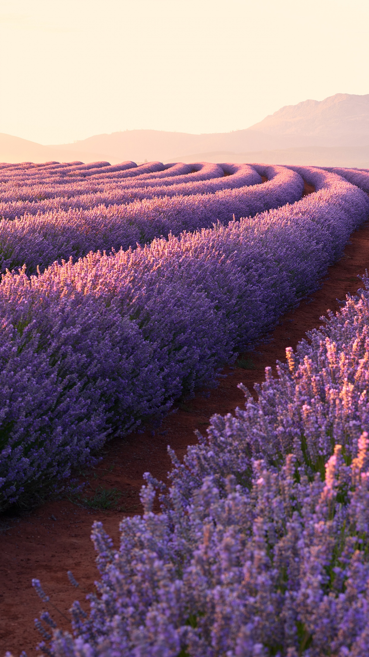Lavender fields Wallpaper 4K, Lavender flowers, Sunrise, Mountains, Pattern, Nature