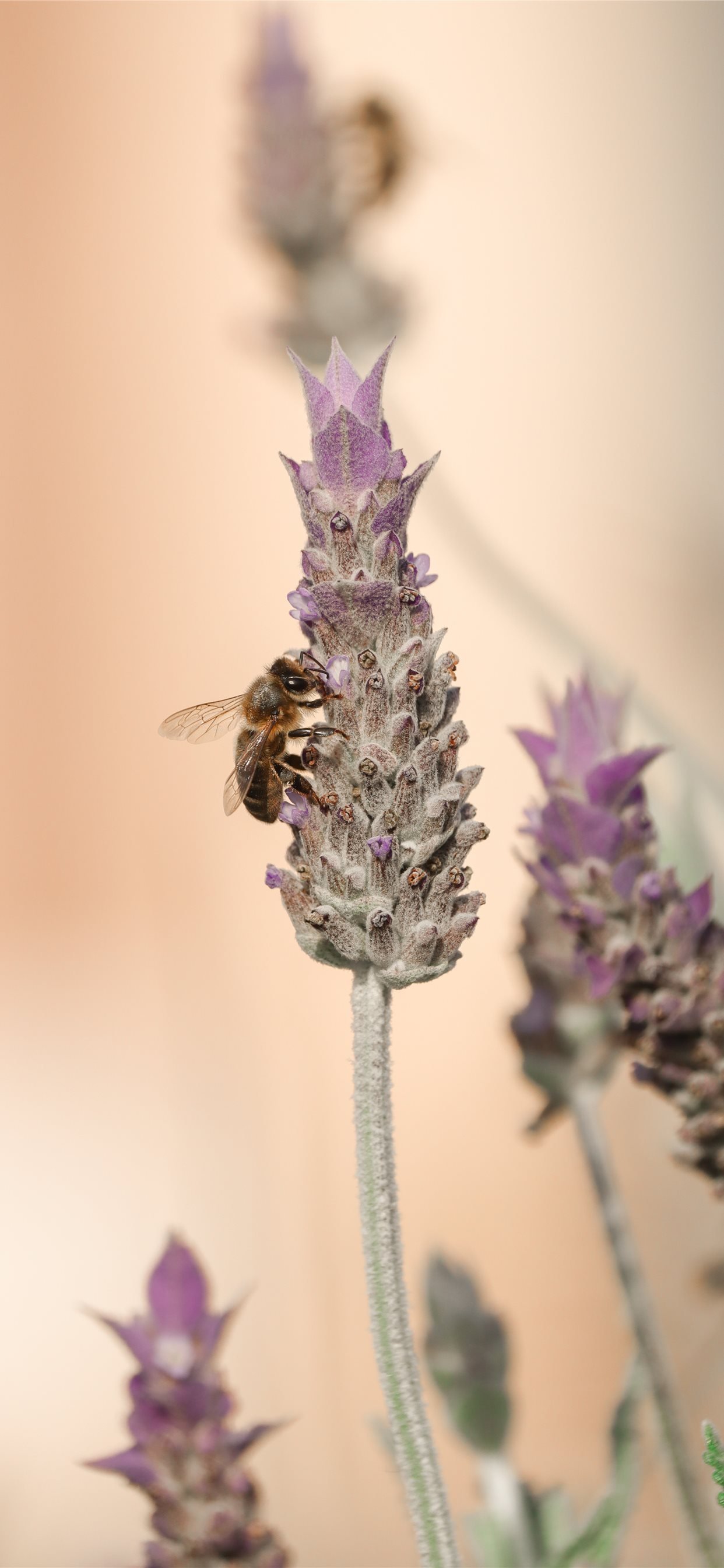 purple flower in macro lens iPhone X Wallpaper Free Download