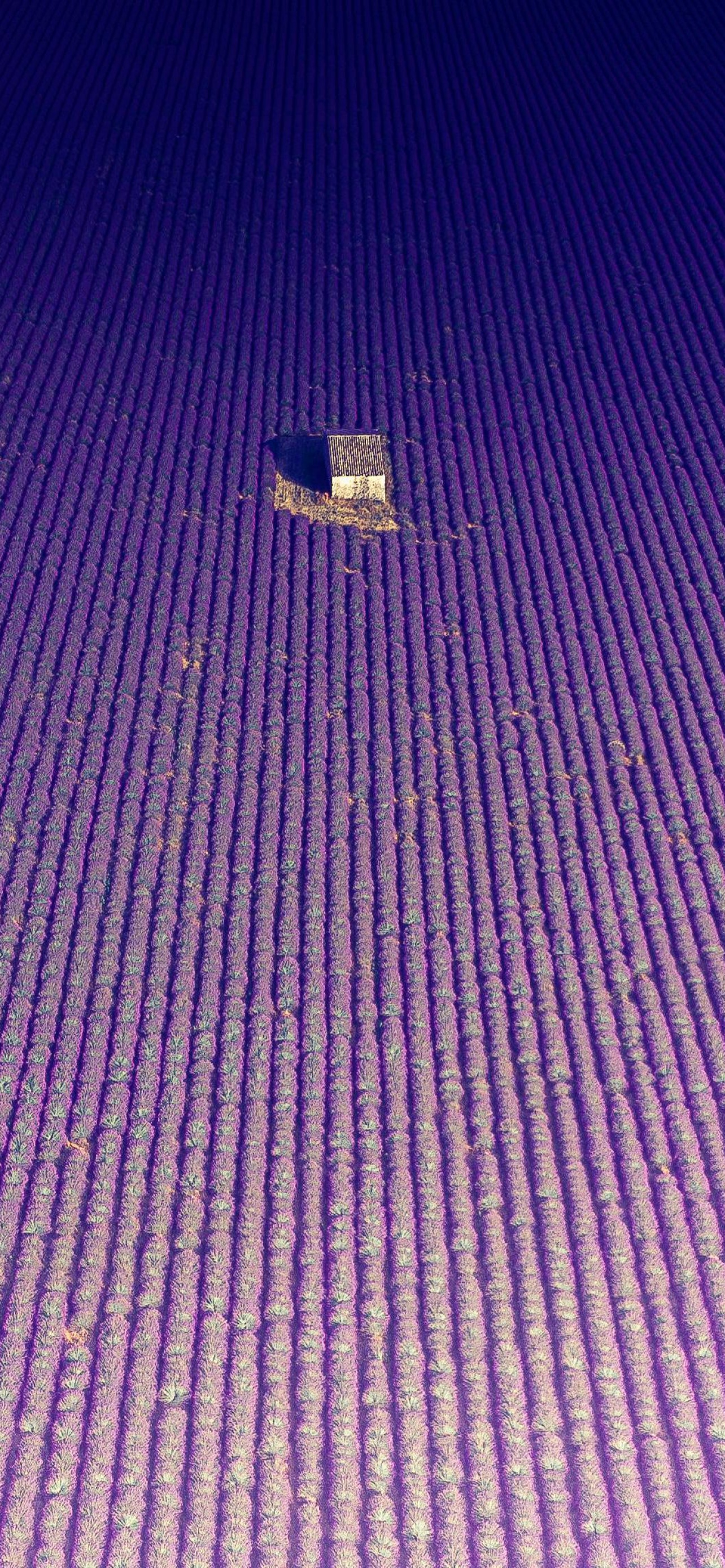 Lavender fields Wallpaper 4K, Abandoned house, Aerial view, Drone photo, Nature