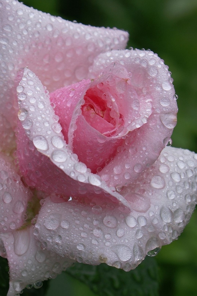 Wallpaper Rose, Flower, Bud, Leaf, Drop, Rain, Beautiful Mobile Wallpaper Rain