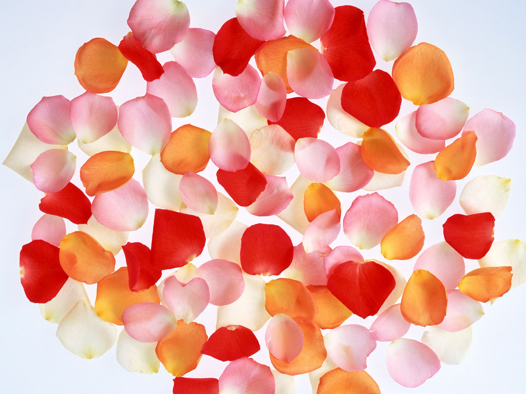 Flower Petals 25872 1024x768px