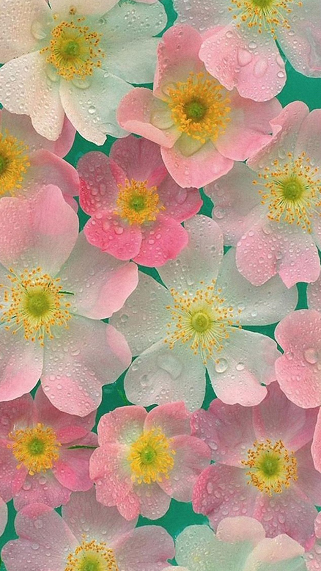 Colorful Flower Petals HD Wallpapers - Wallpaper Cave