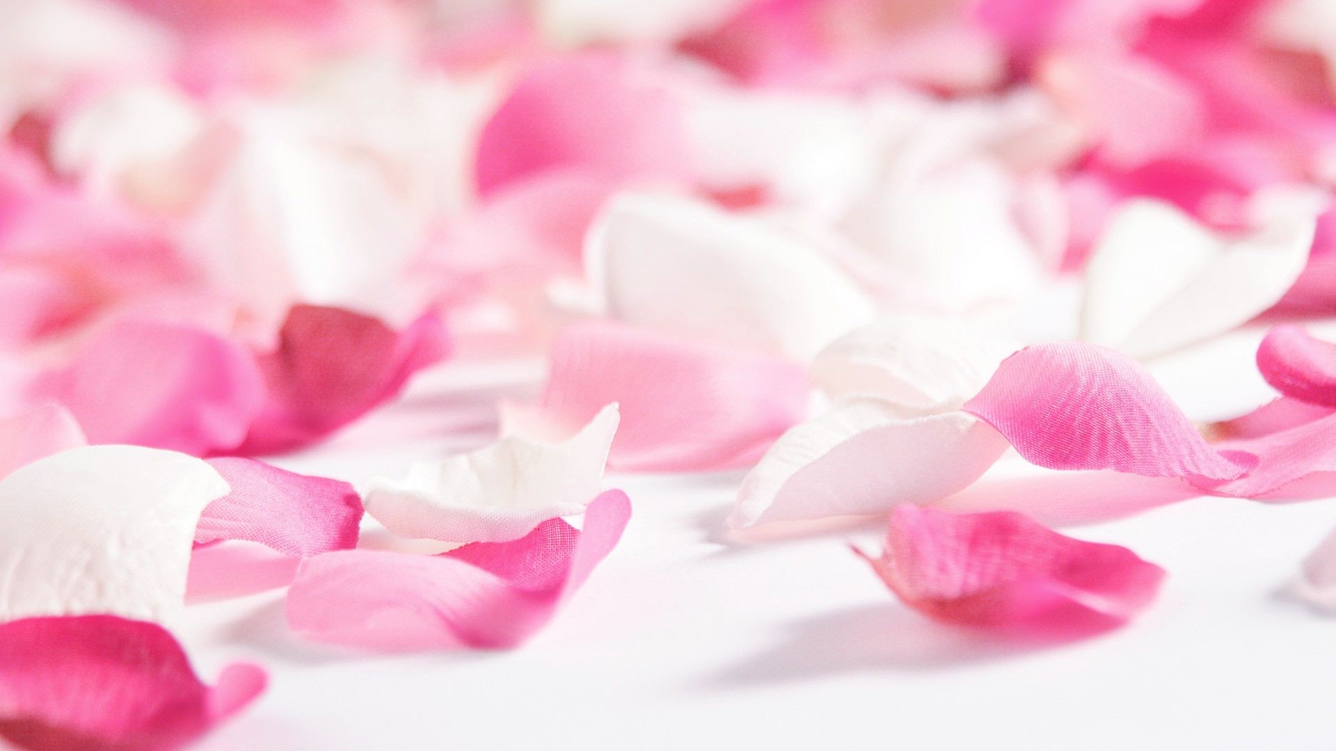 Background Of Rose Petals Stock Photo - Download Image Now - Rose Petals,  Backgrounds, Pink Color - iStock