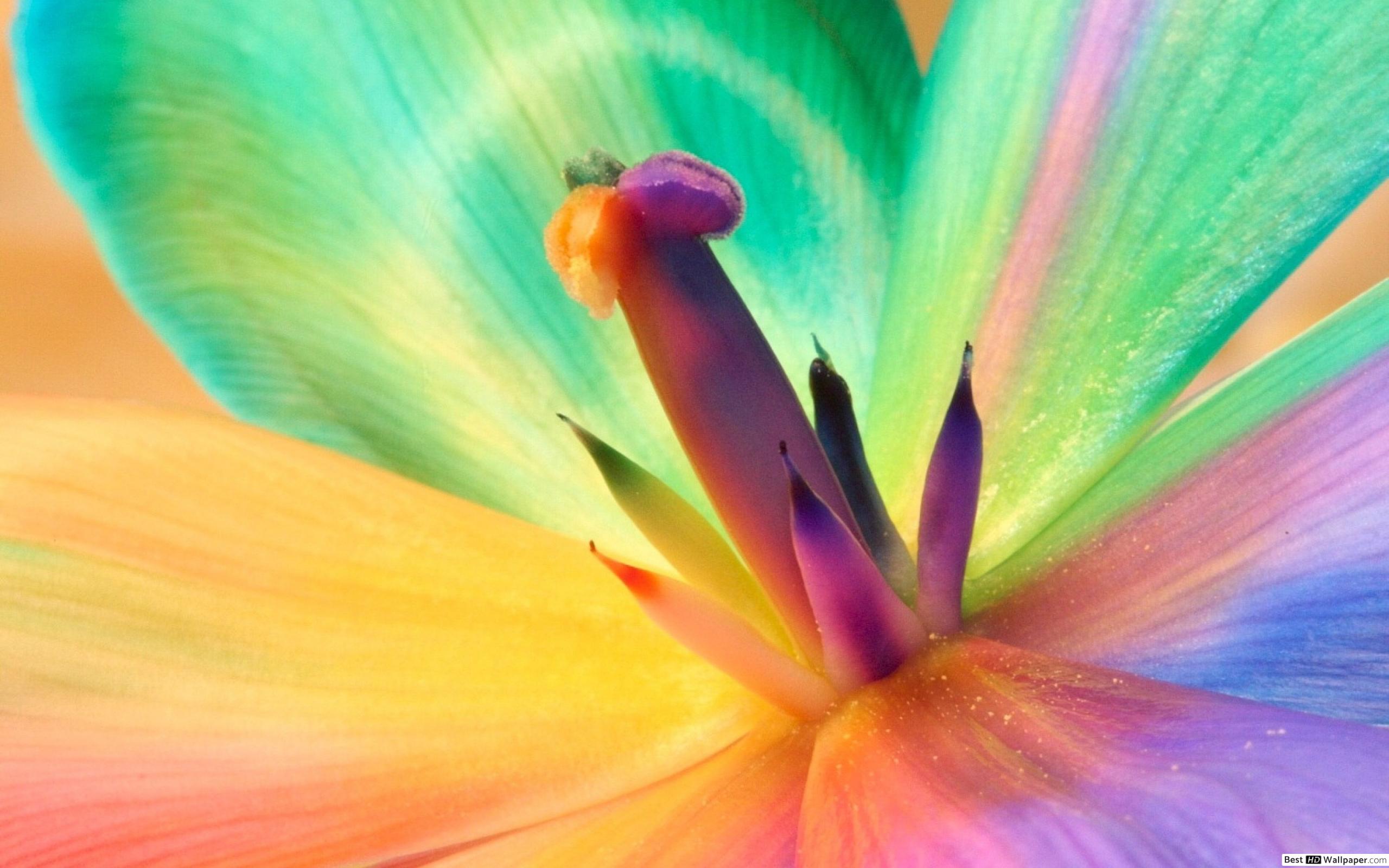 Colorful flower petals HD wallpaper download