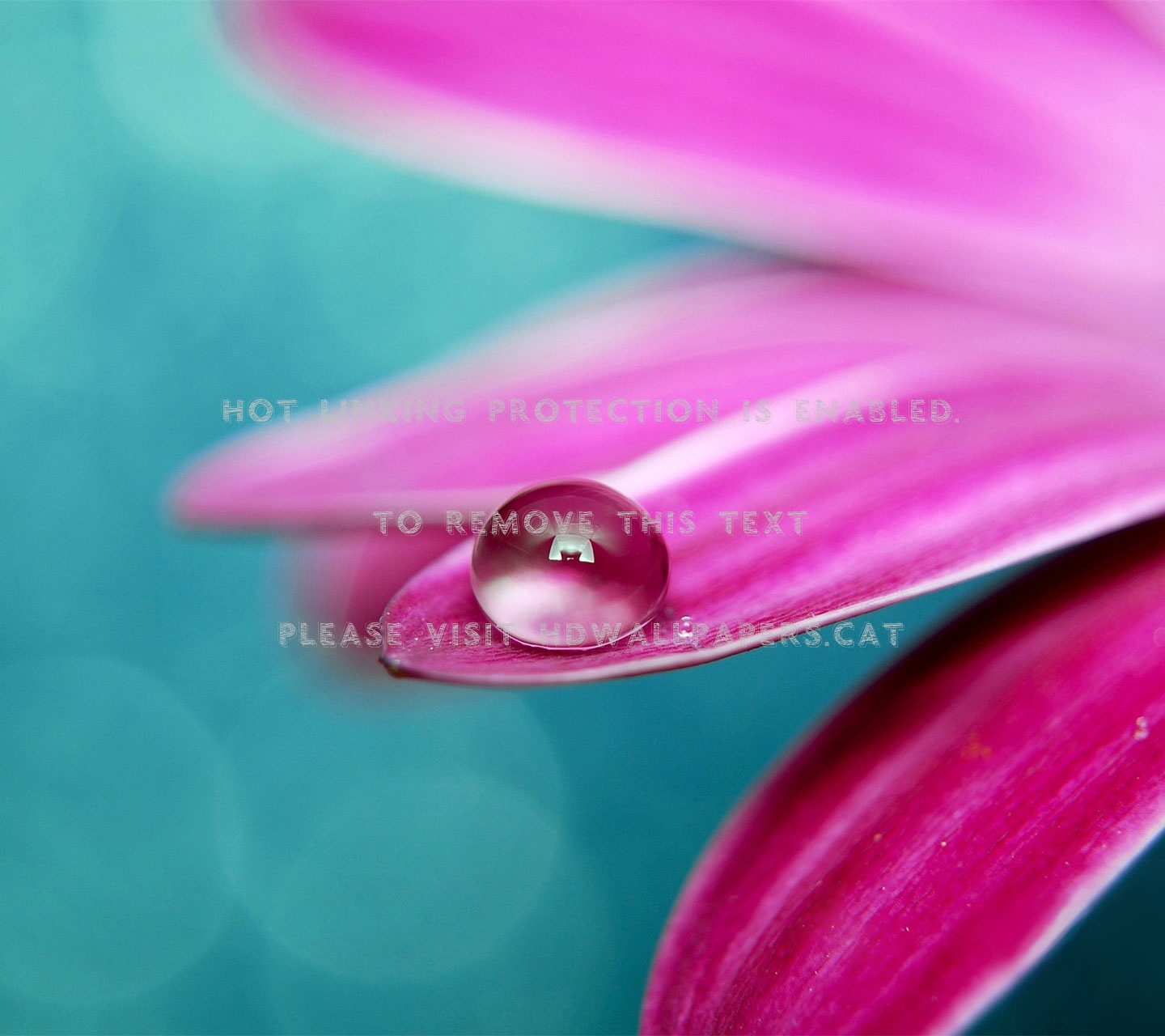 little droplet pink nature flower petals