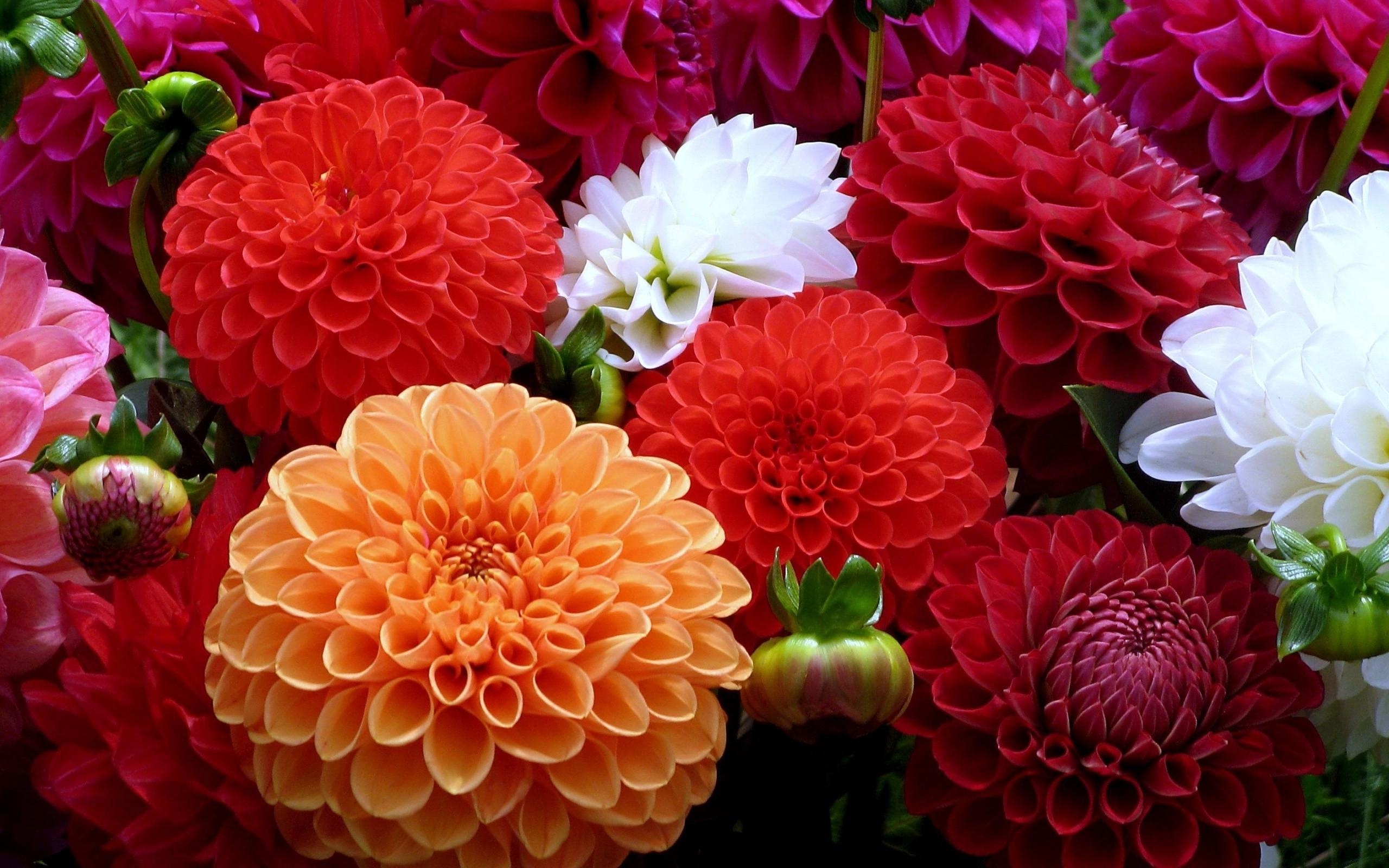 Flowers Petals Bright HD Wallpaper 79437, Wallpaper13.com