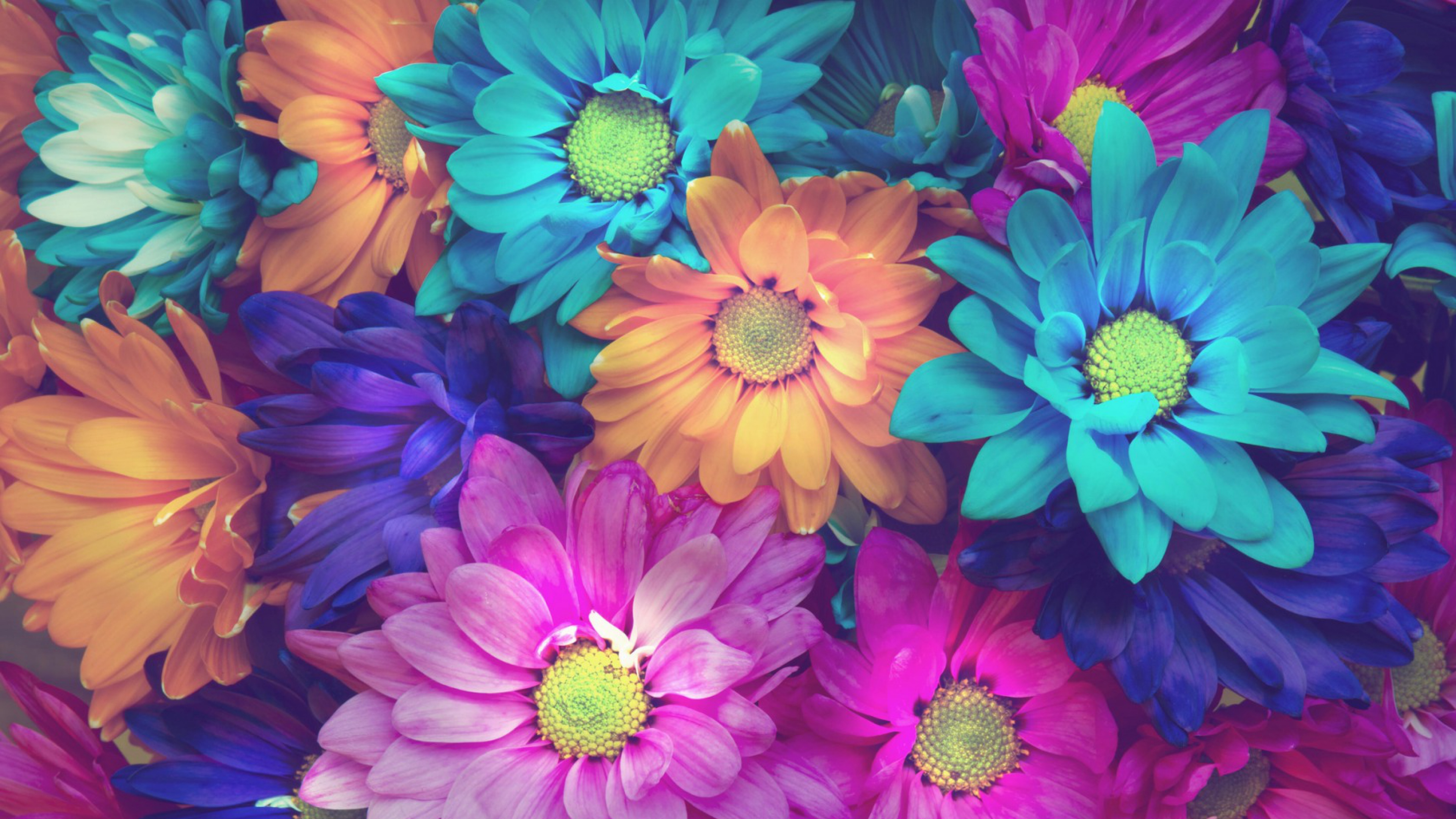 Flowers Colorful Petals 1366x768 Resolution HD 4k Wallpaper, Image, Background, Photo and Picture