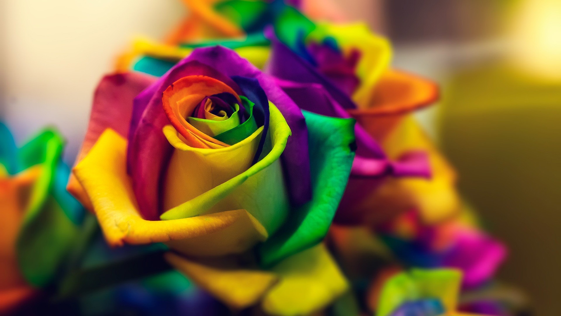 Roses Flowers Wallpaper By Wallpaperxyz Wallpaper Colorful HD Wallpaper