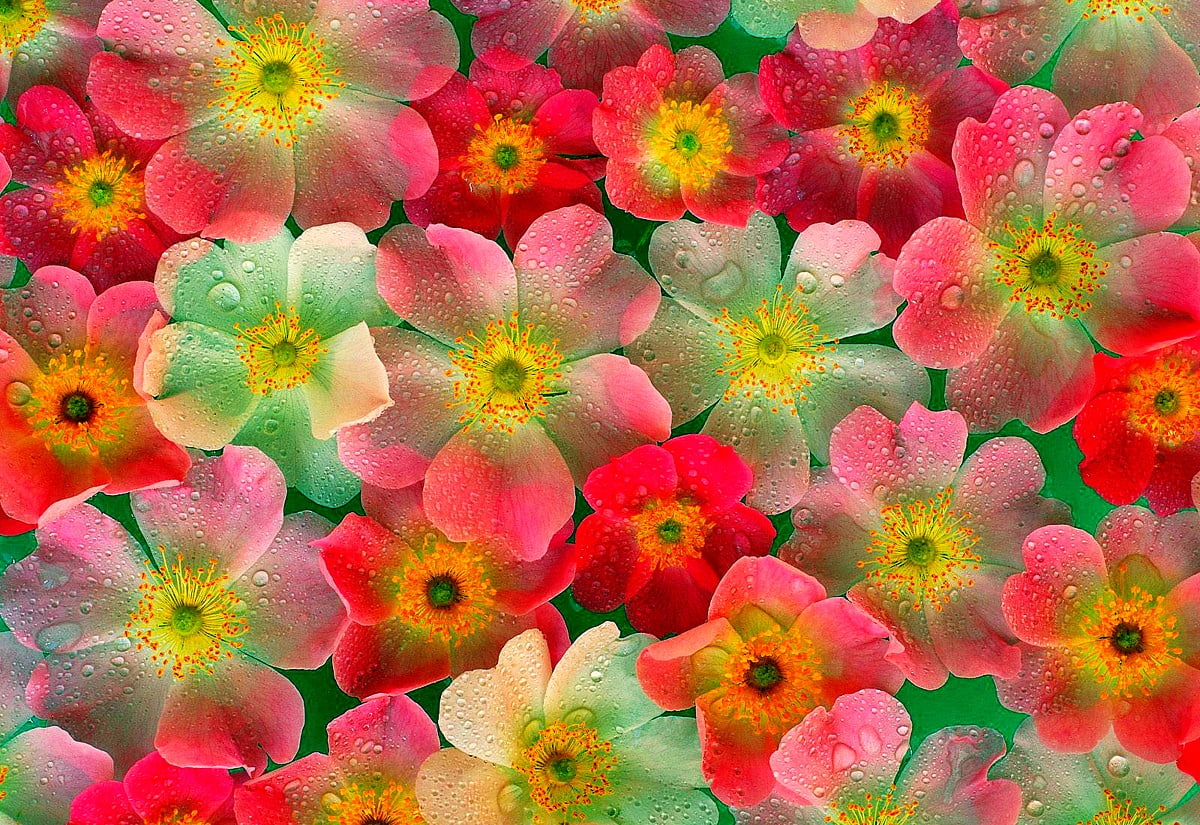 Background Flower Mosaic, Flowers, Petal. TOP Free picture