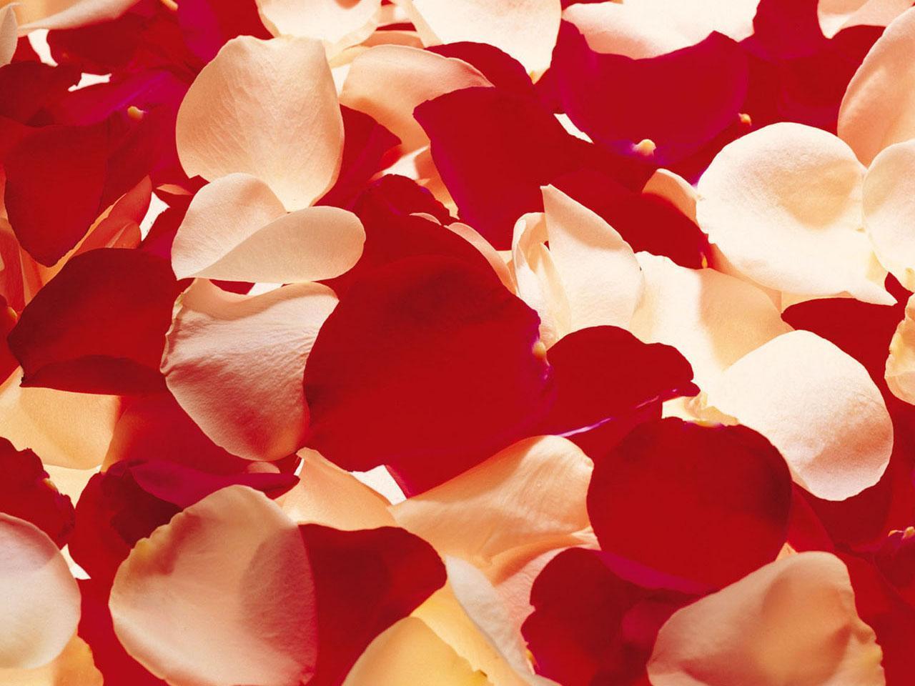 Romantic Roses Rose Petals HD