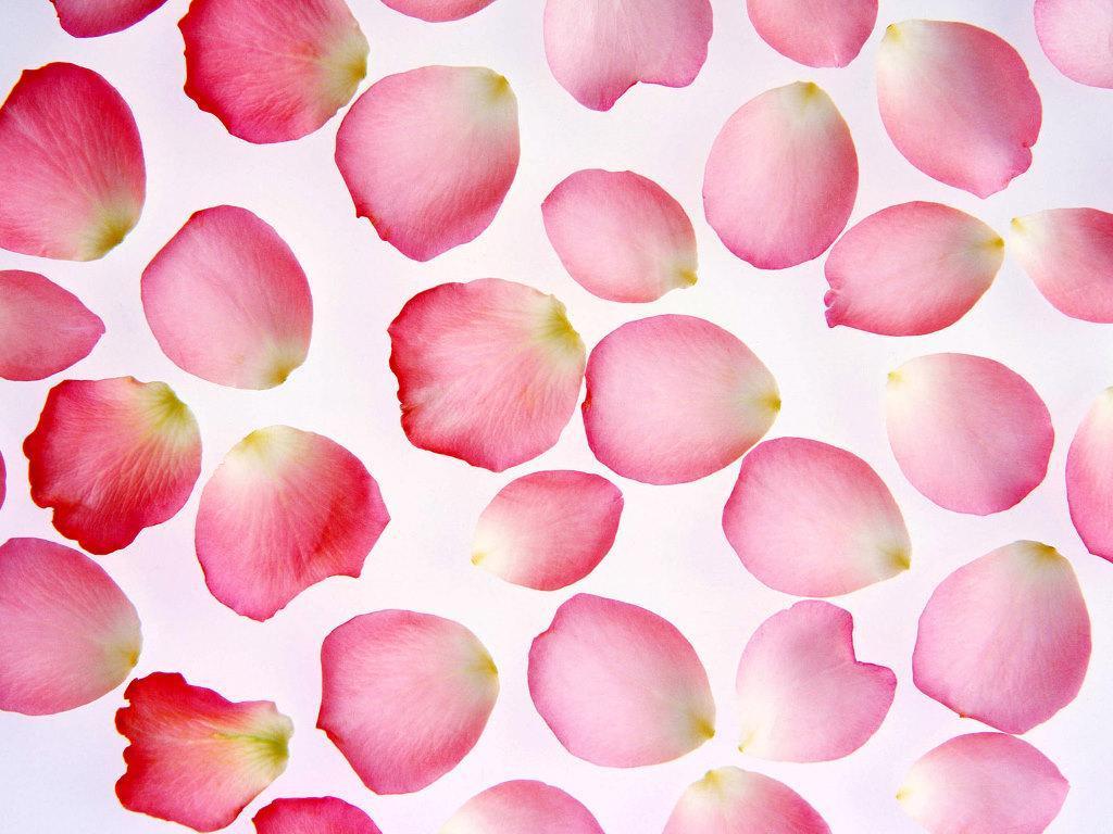 Flower Petals Wallpaper