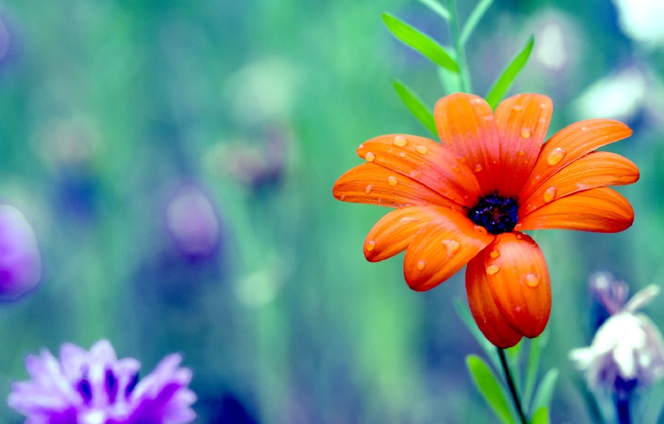 Wallpaper flower, color, colors, petals, colorful, flower, wild, colorful, petals, wild image for desktop, section цветы