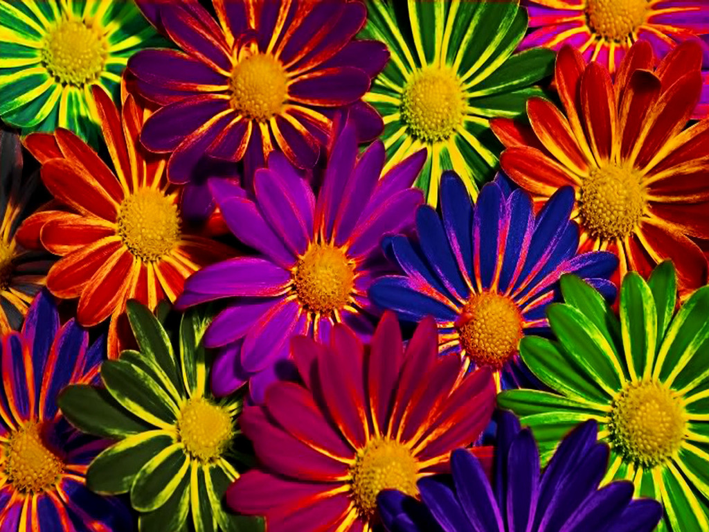 colorful flowers wallpaper, flower, petal, plant, gazania, flowering plant