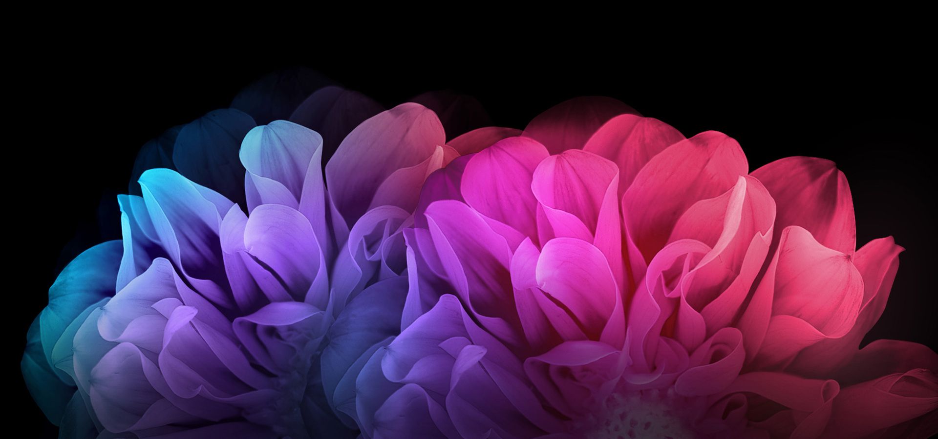 Petal Pink Flor Rose Antecedentes. Pink flowers wallpaper, Flowers dark background, Dark background wallpaper
