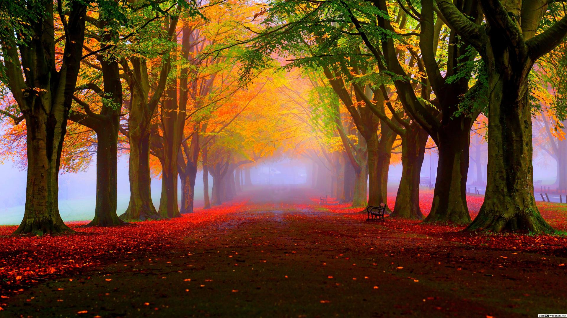 Stunning Autumn Forest HD wallpaper download