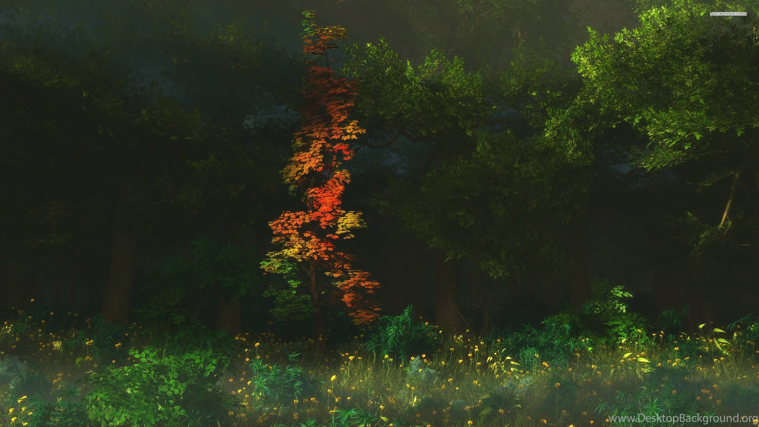Splendid Early Autumn In The Green Forest Wallpaper Desktop Background