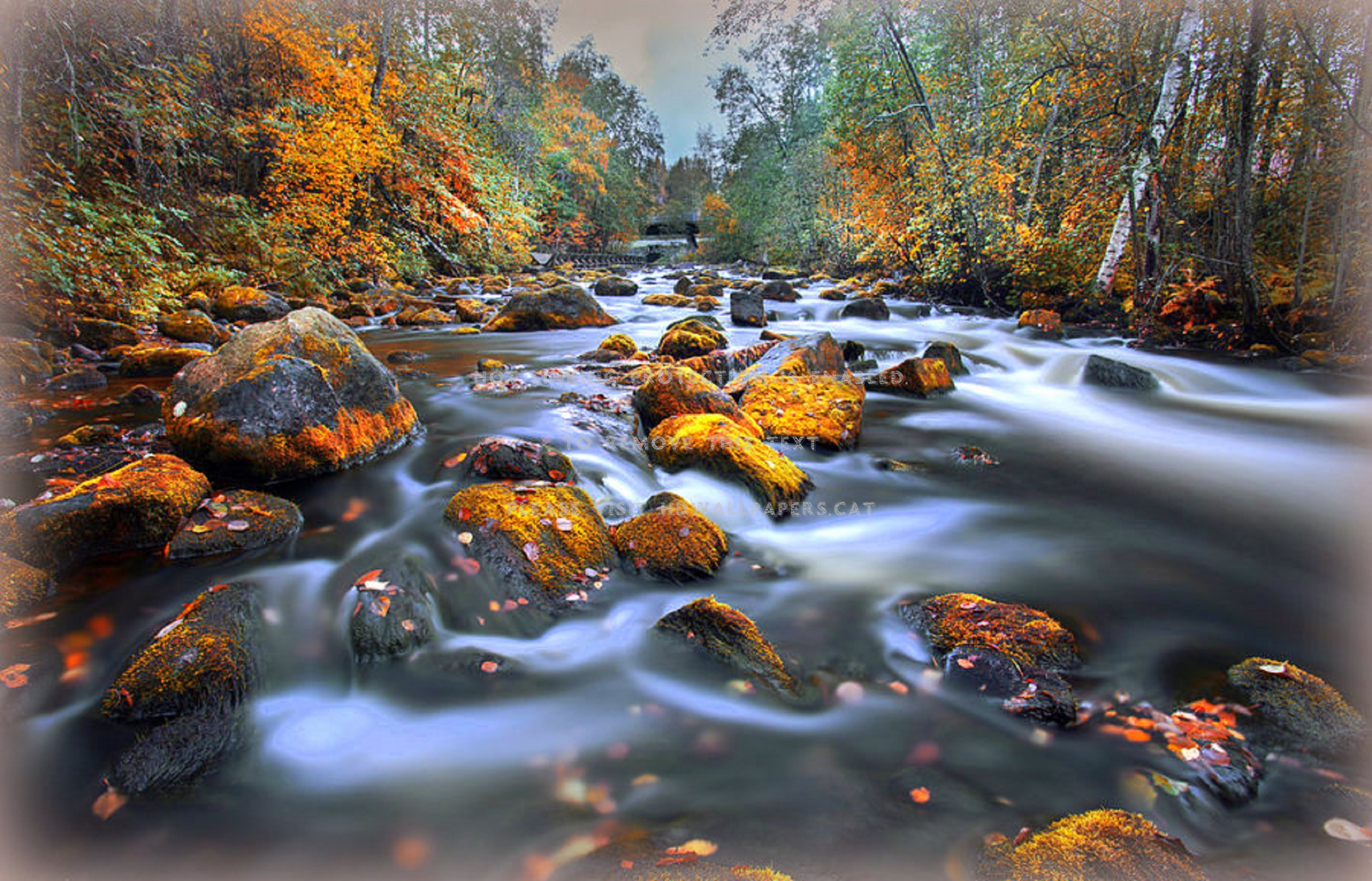 leaves along the river splendid nature fall