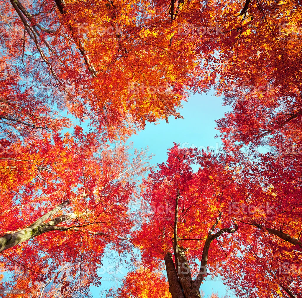 Bottom View Of The Tops Of Trees In Autumn Forest Image Now