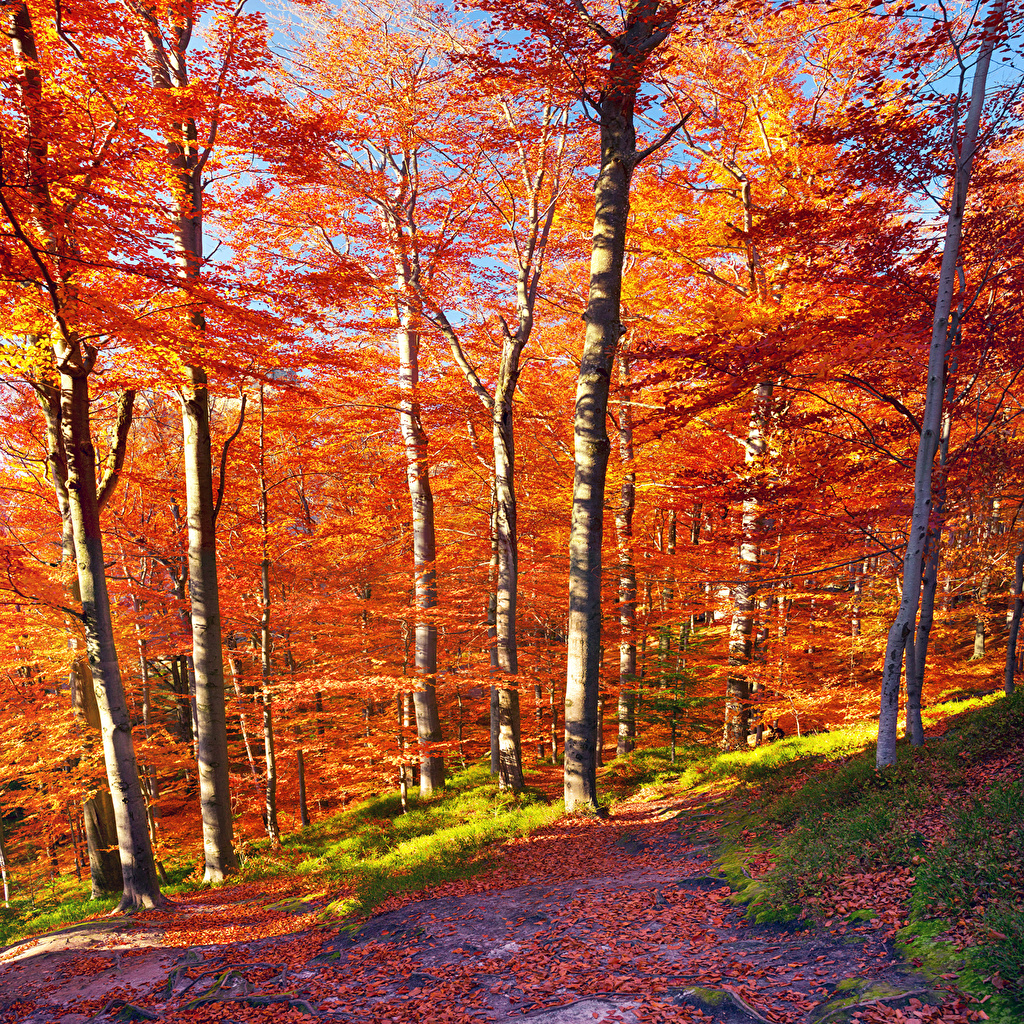 Photos Carpathians Leaf Autumn Nature Trees Seasons