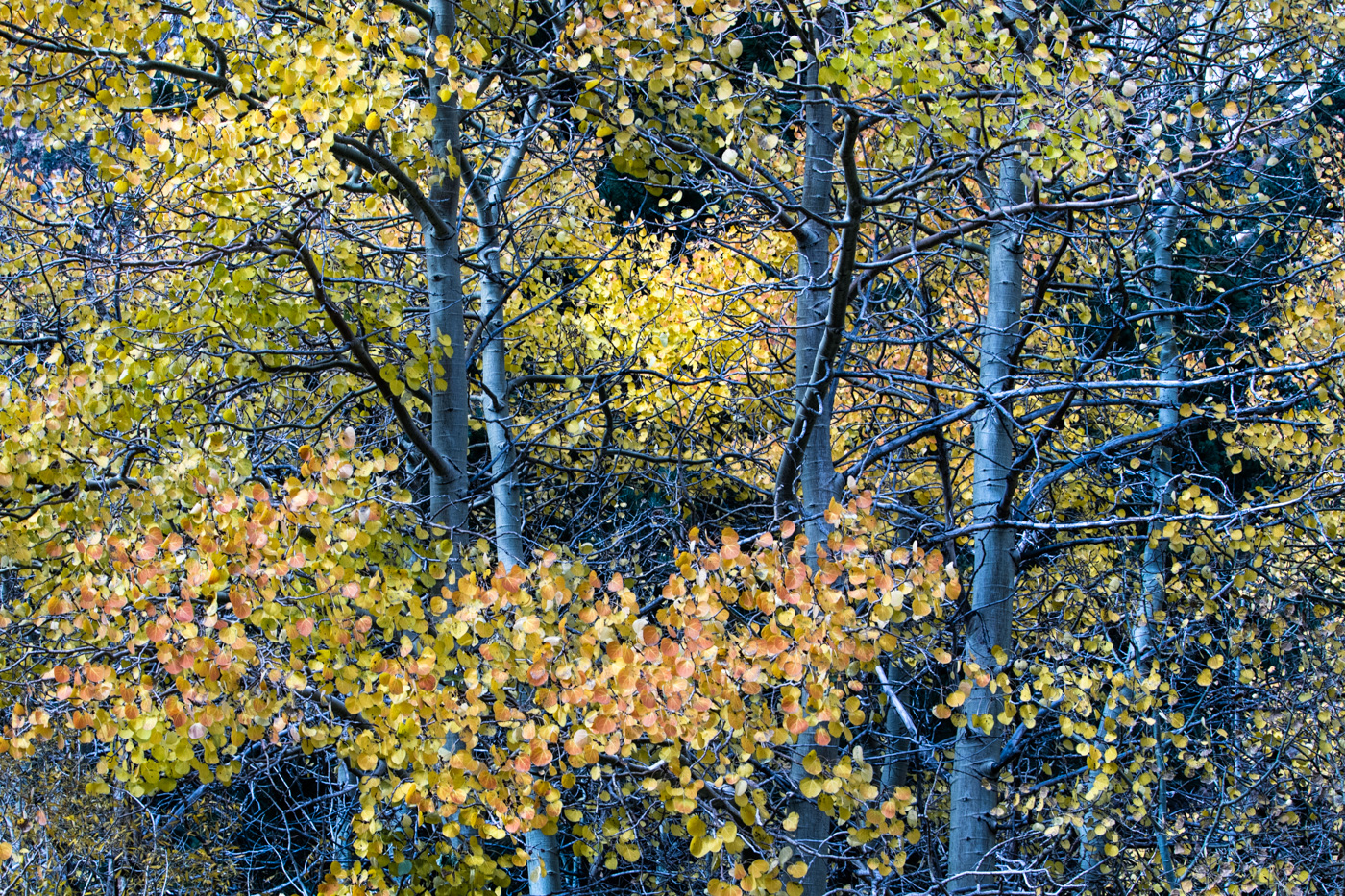 Autumn in the Eastern Sierra