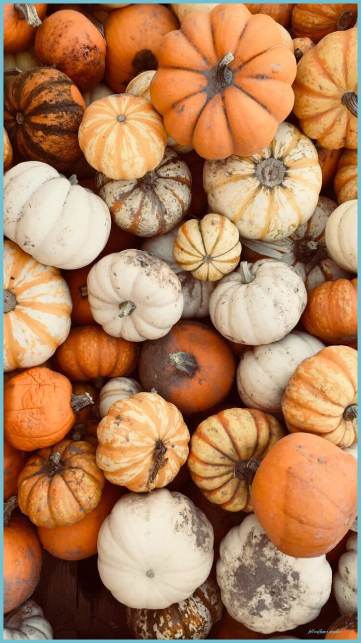 кяαzуωнιтєgυяℓ♛ Pumpkin Wallpaper, iPhone Wallpaper Fall, Fall Wallpaper Pumpkins