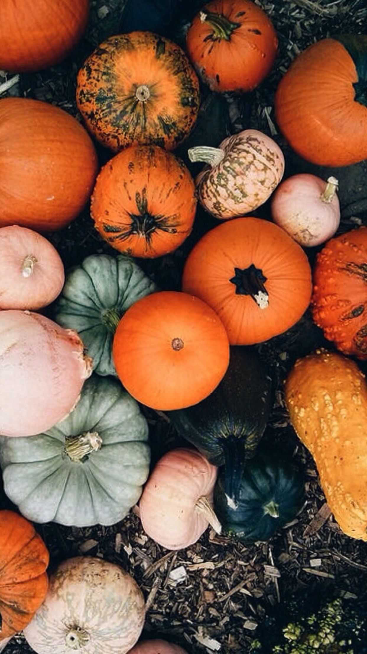 29++ Pumpkin iPhone Wallpaper
