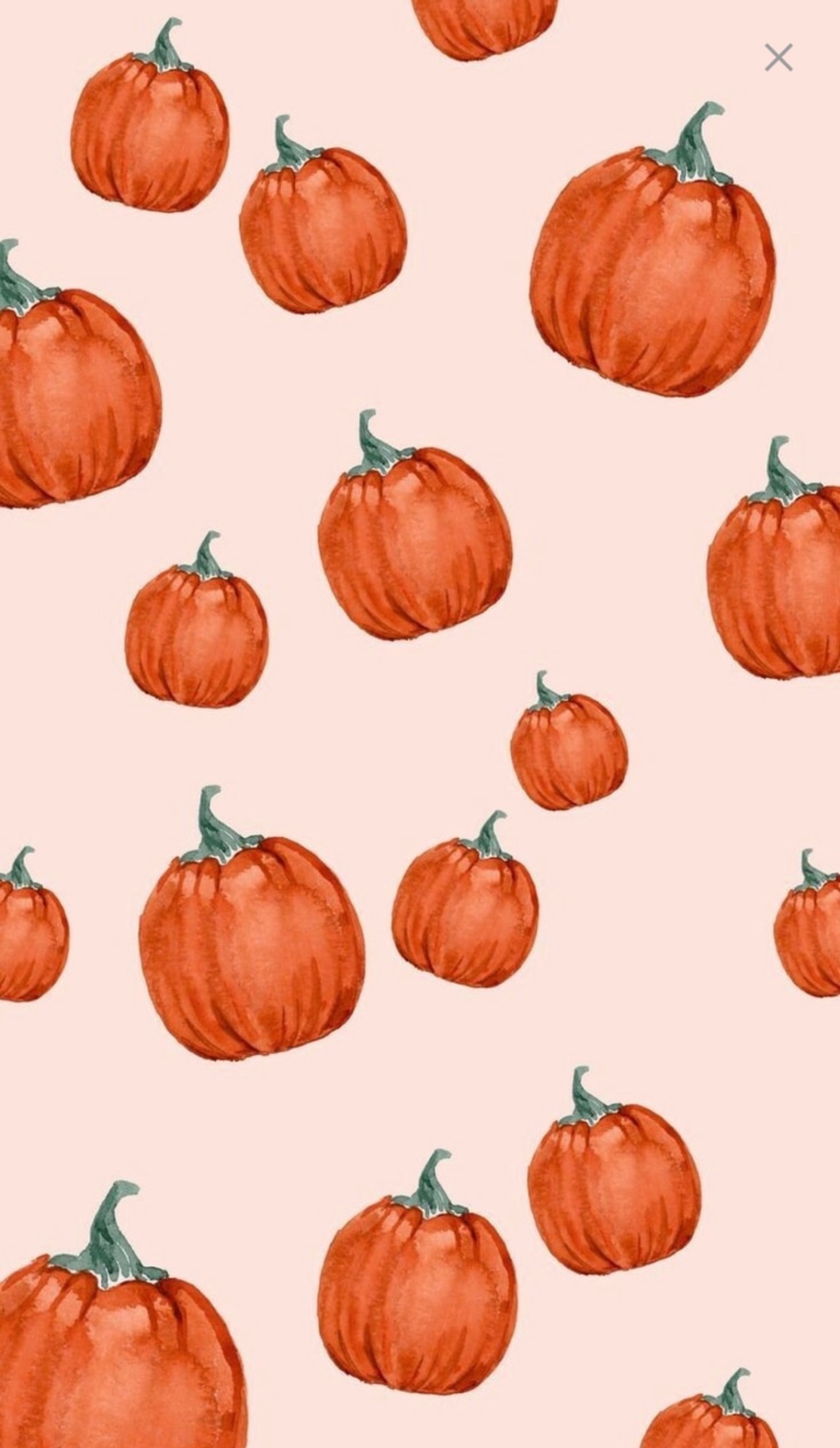pumpkin wallpaper