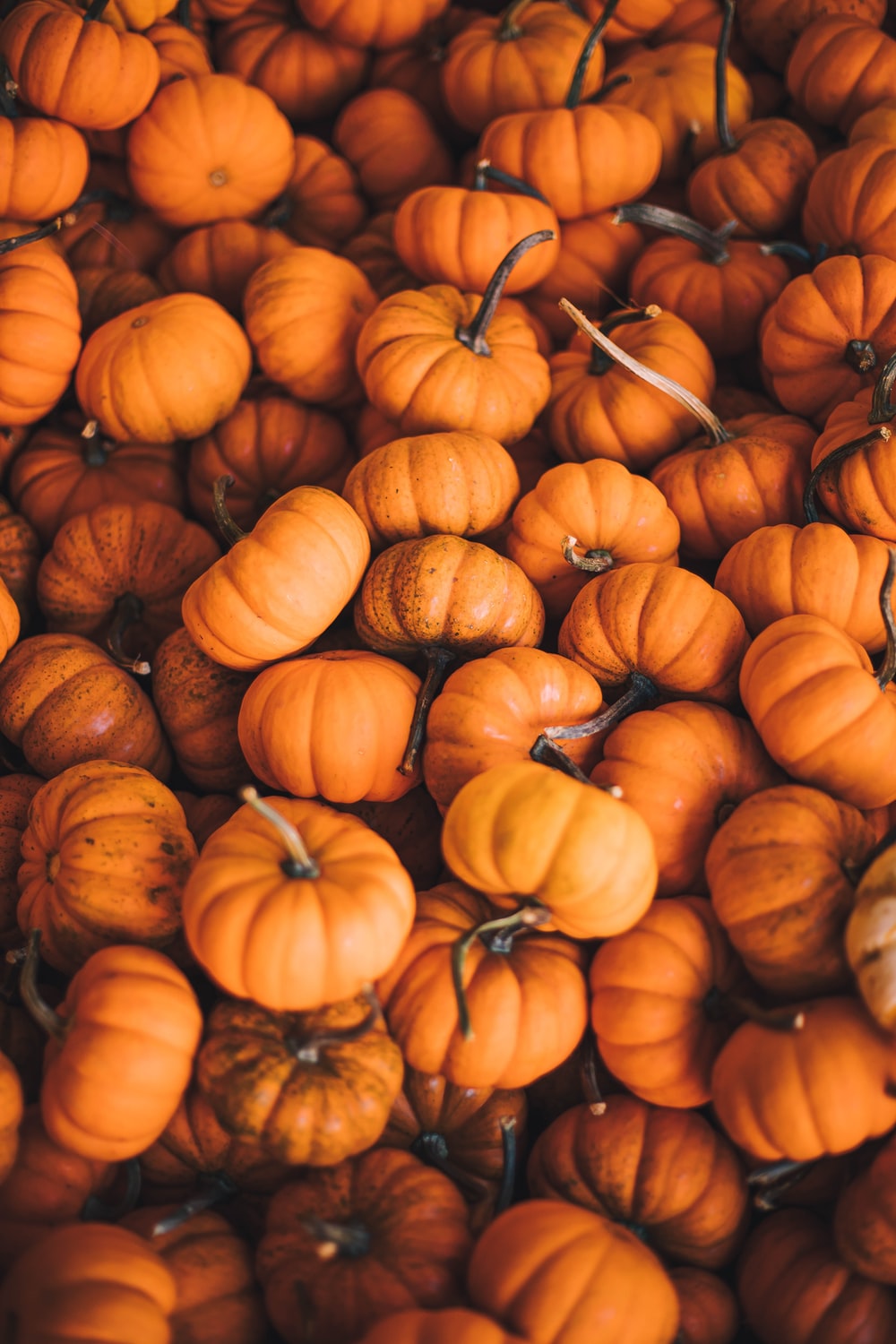 Pumpkin Picture [HD]. Download Free Image