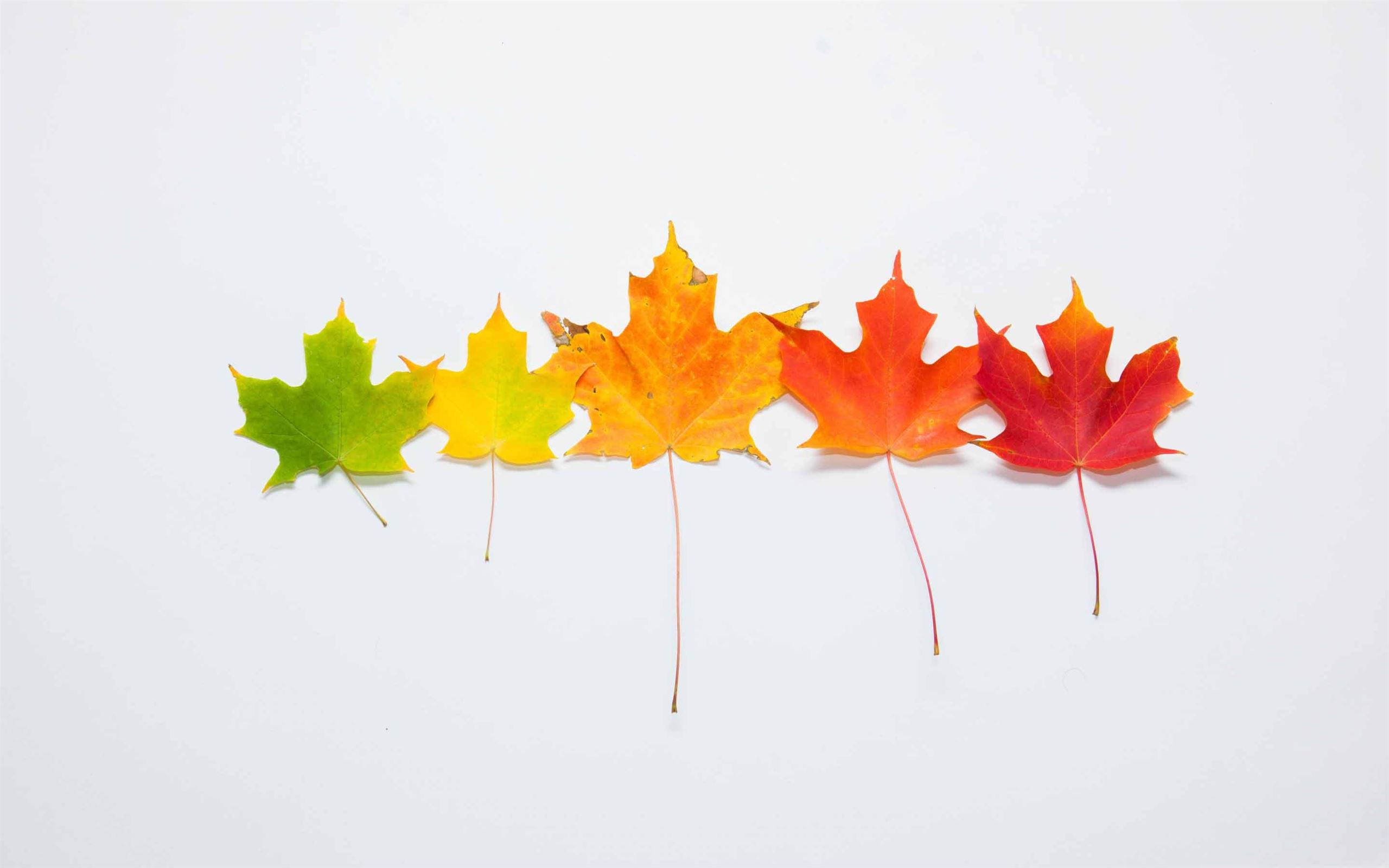 Fall Gradient Mac Wallpaper Download