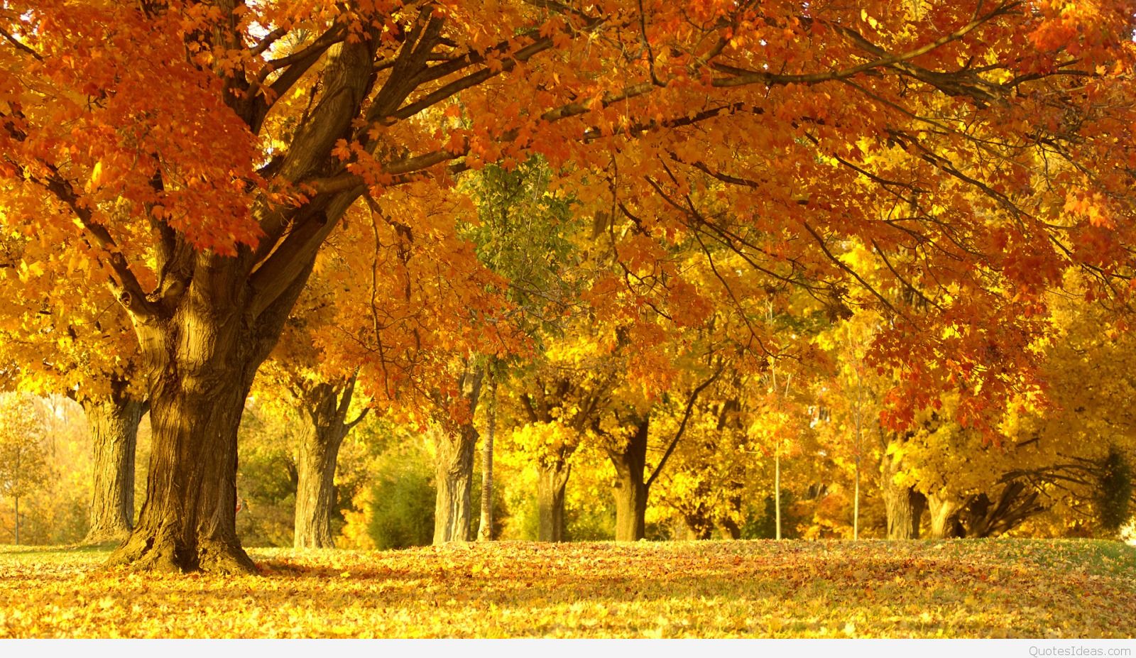 Best Autumn Wallpapers, Beautiful Best Autumn Wallpapers,
