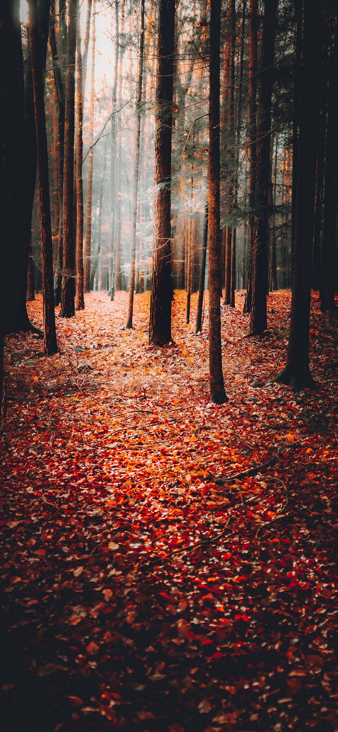 iPhone Autumn Wallpaper