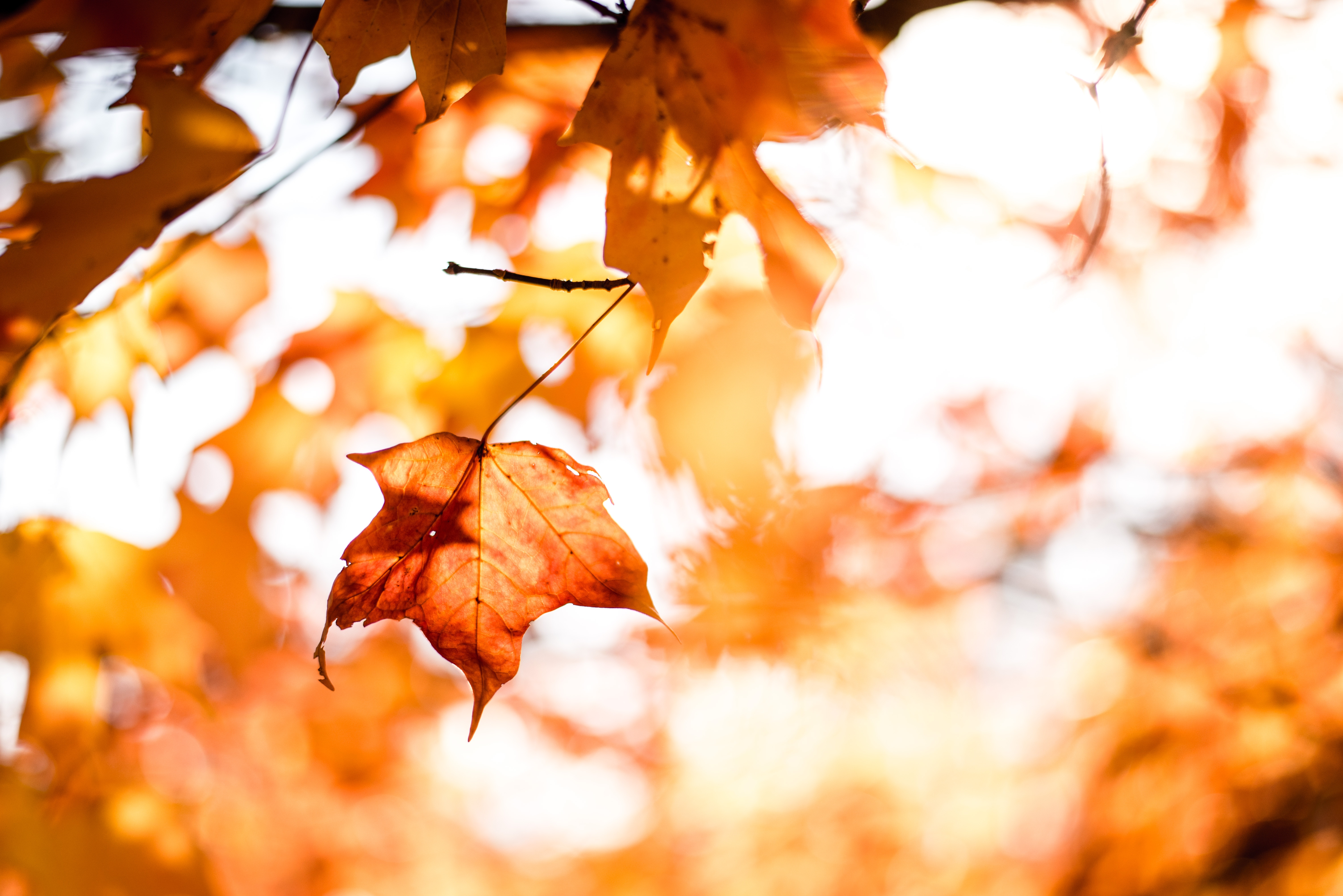 6016x4016 #leaf, #fall wallpaper, #wallpaper, #sun, #Free image, #amber, #foliage, #autumn, #tree, #leafe, #fall, #fall background, #branch, #light. Mocah HD Wallpaper