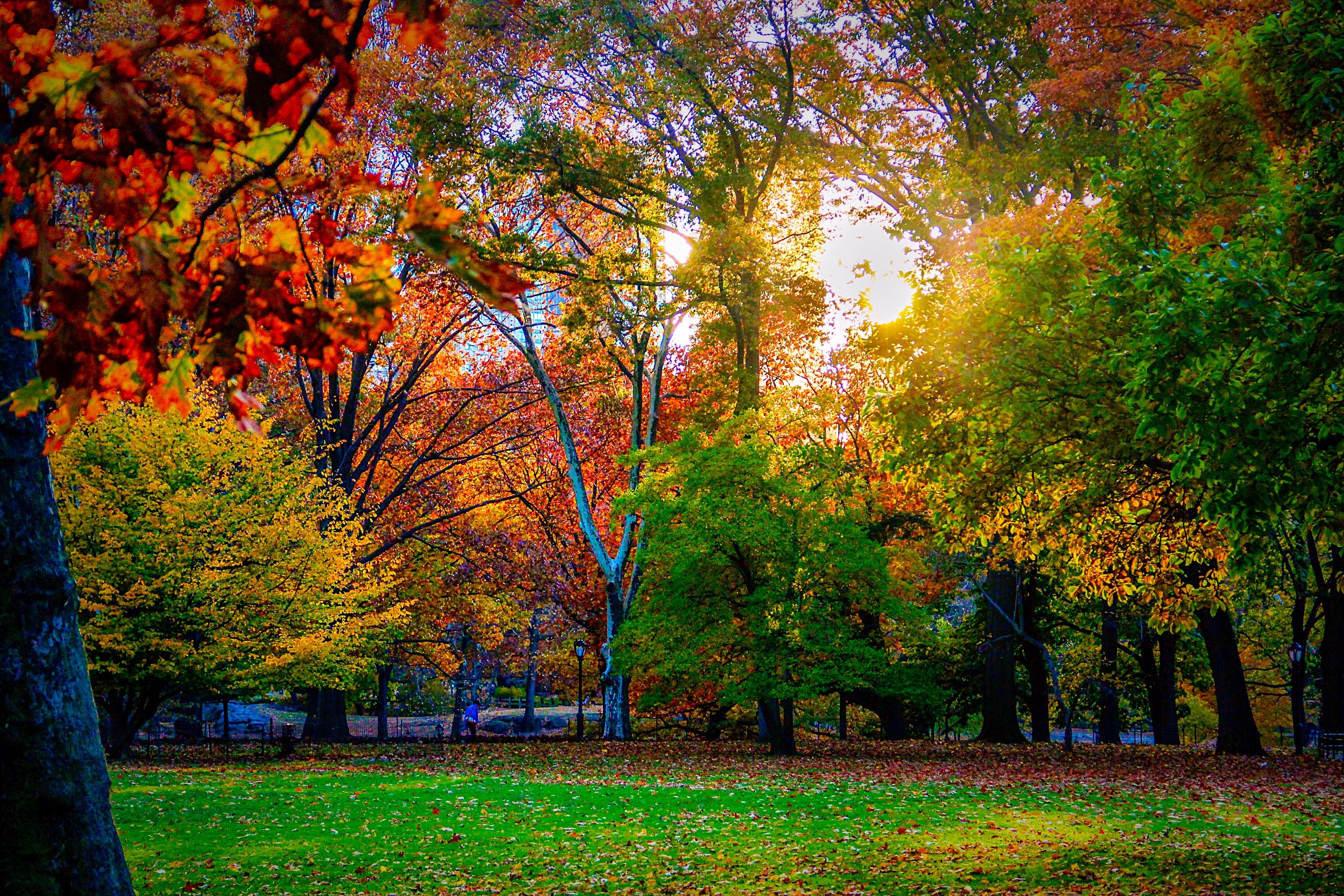 Wallpaper, nyc, newyorkcity, autumn, newyork, fall, nature, colors, centralpark, Manhattan 2738x1825