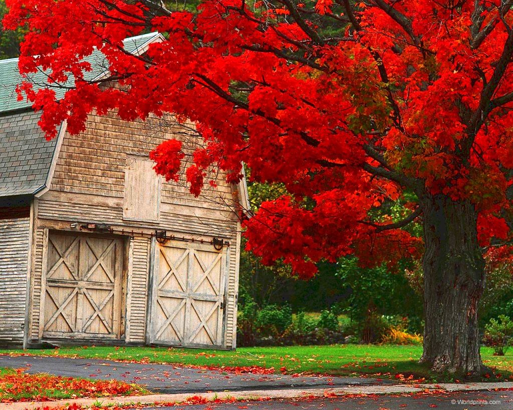 Fall Ny Photography Desktop Wallpaper Fall Desktop In New England Gif