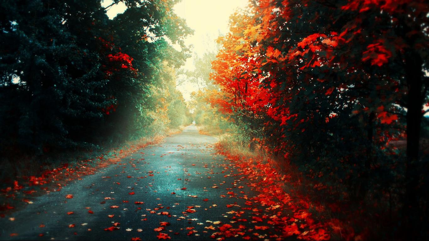 Fall Wallpaper, Fall, Hd, Red Leaves, Road, Nature,