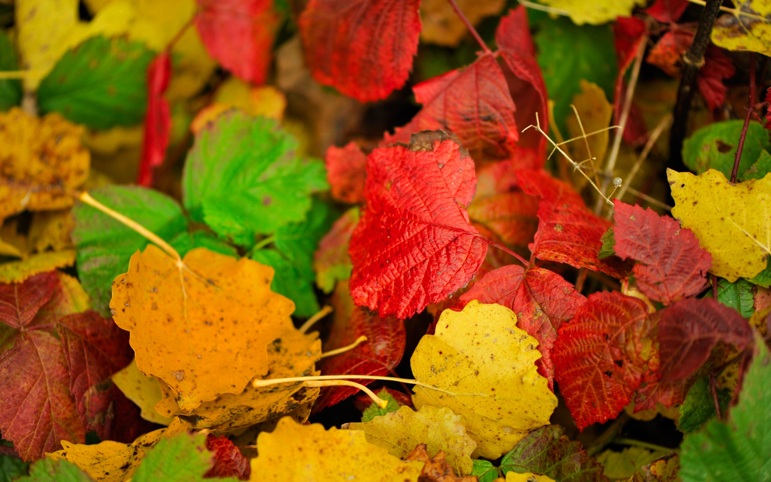 Wallpaper Colorful autumn leaves, yellow, red, green 2560x1600 HD Picture, Image